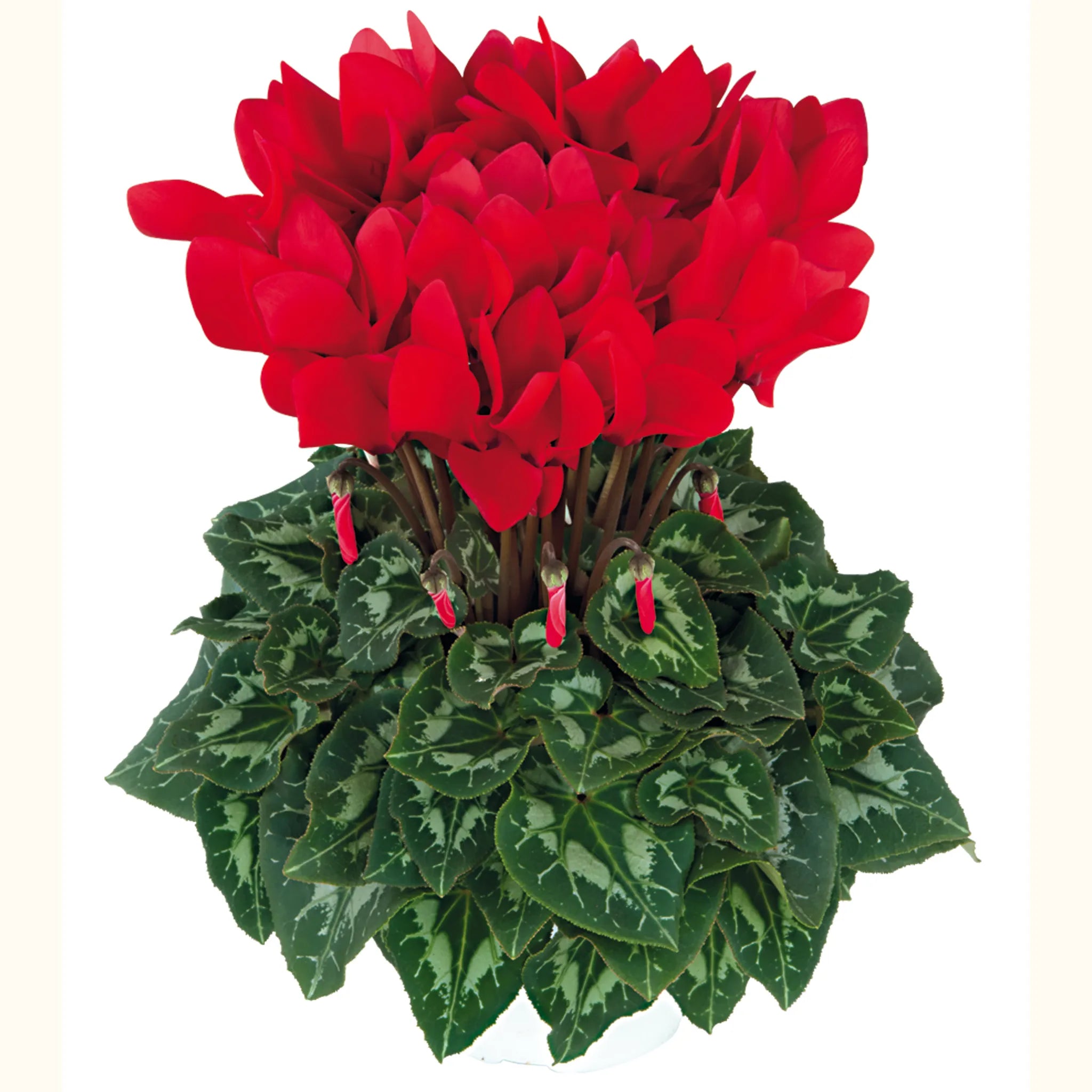 Halios® HD Bright scarlet