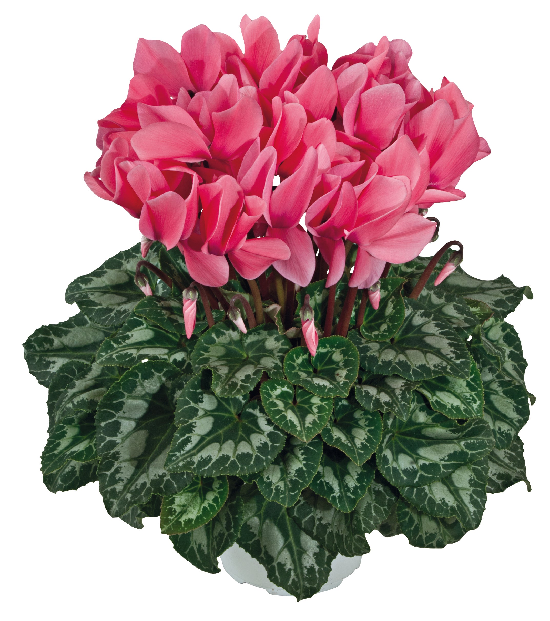 HALIOS® HD Salmon rose