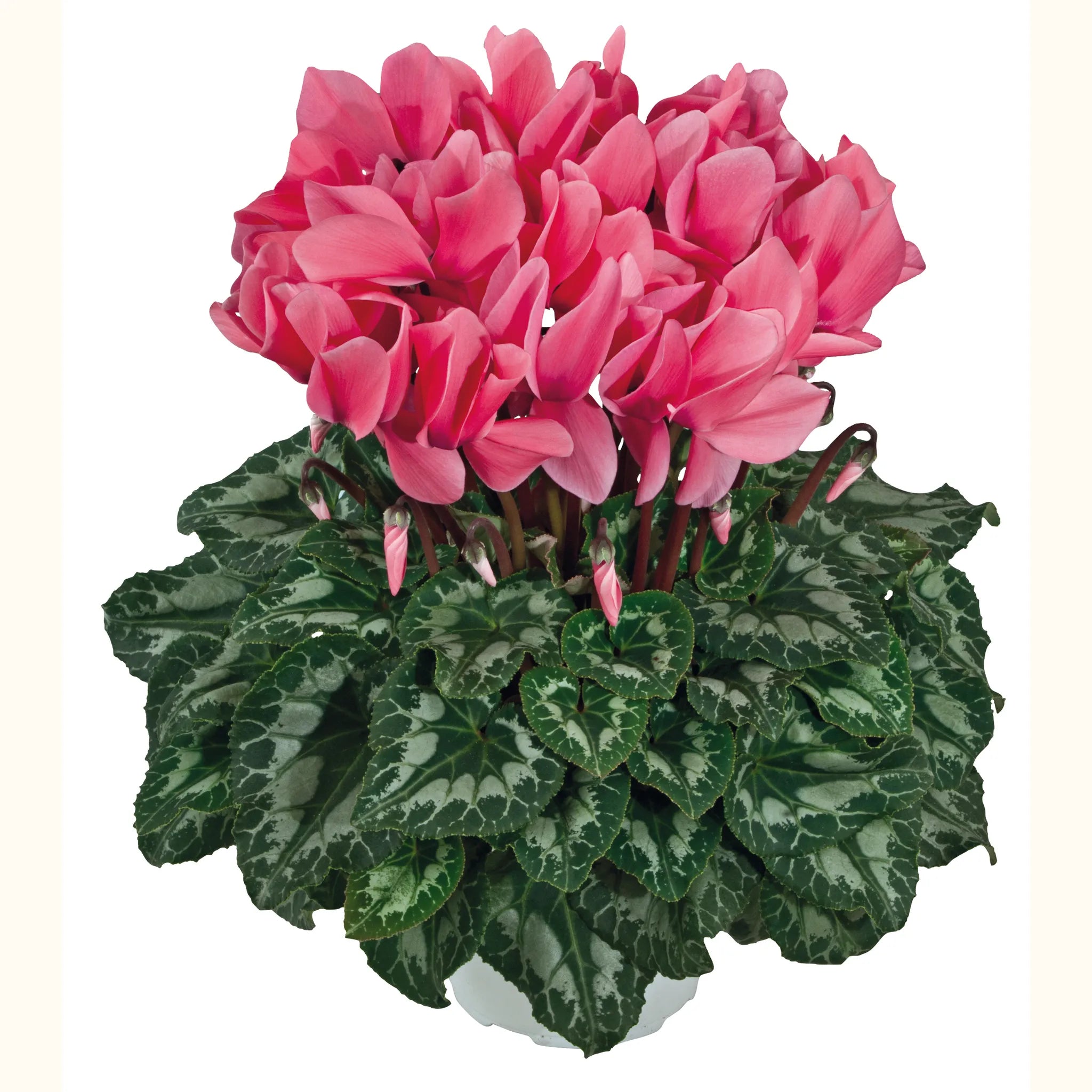 Halios® HD Salmon rose