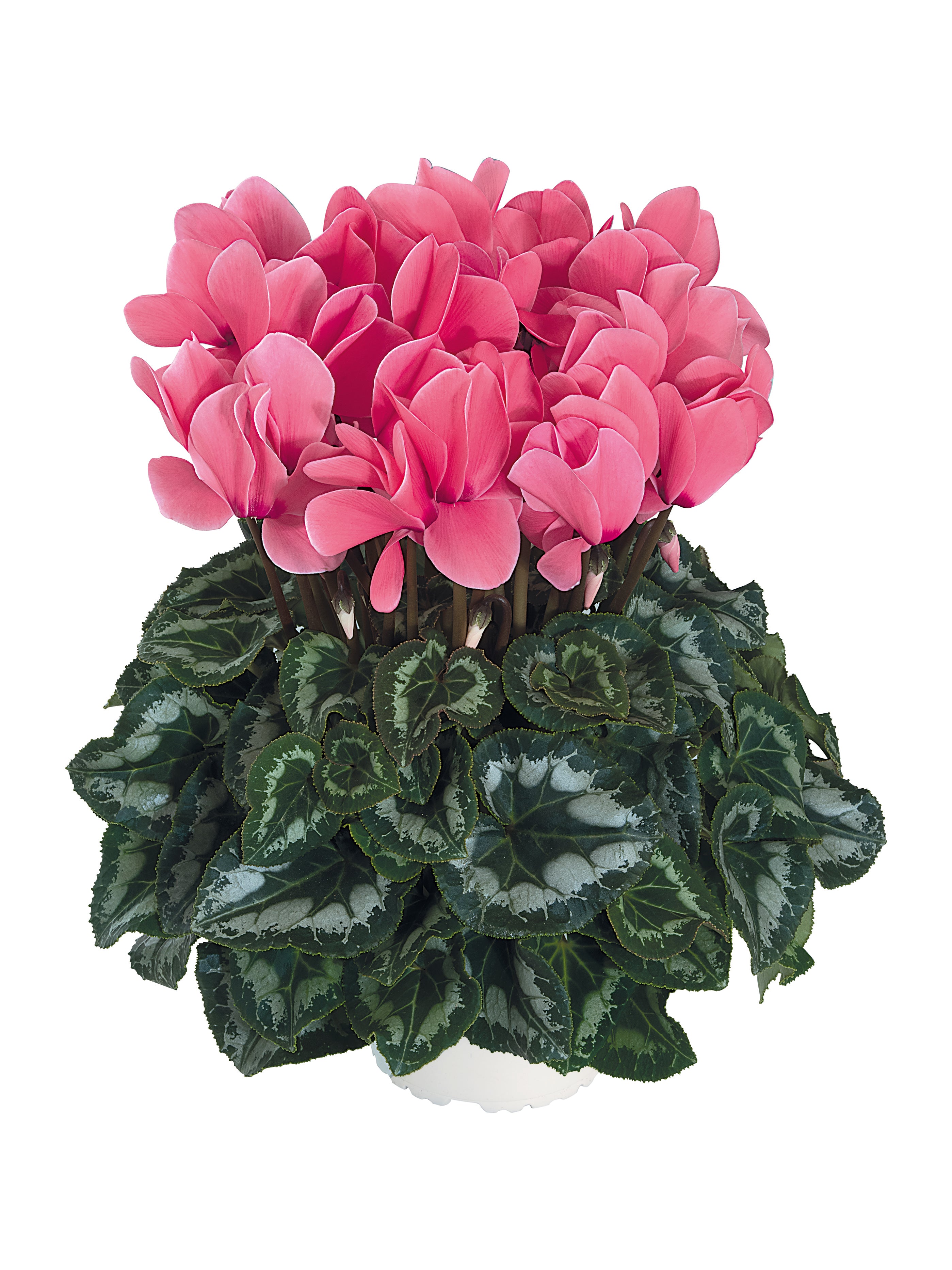 HALIOS® Salmon rose