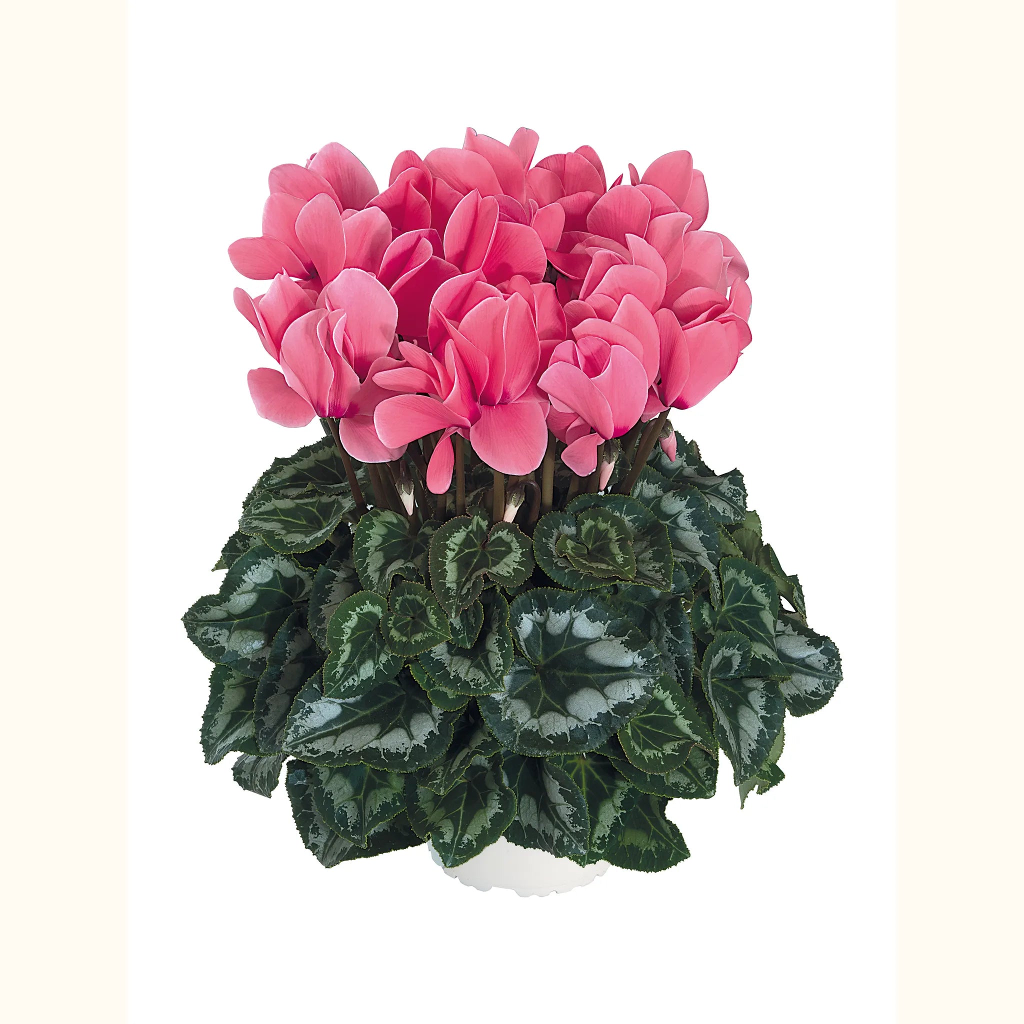 Halios® Salmon rose