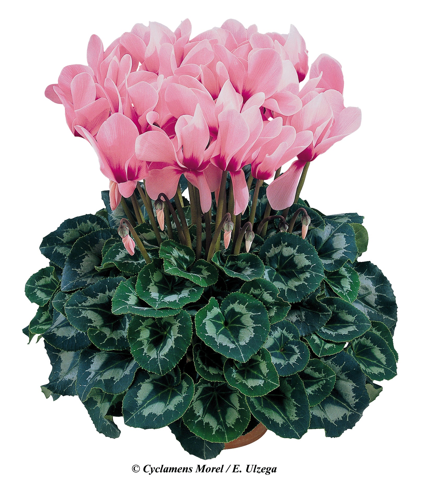 HALIOS® Rose with eye