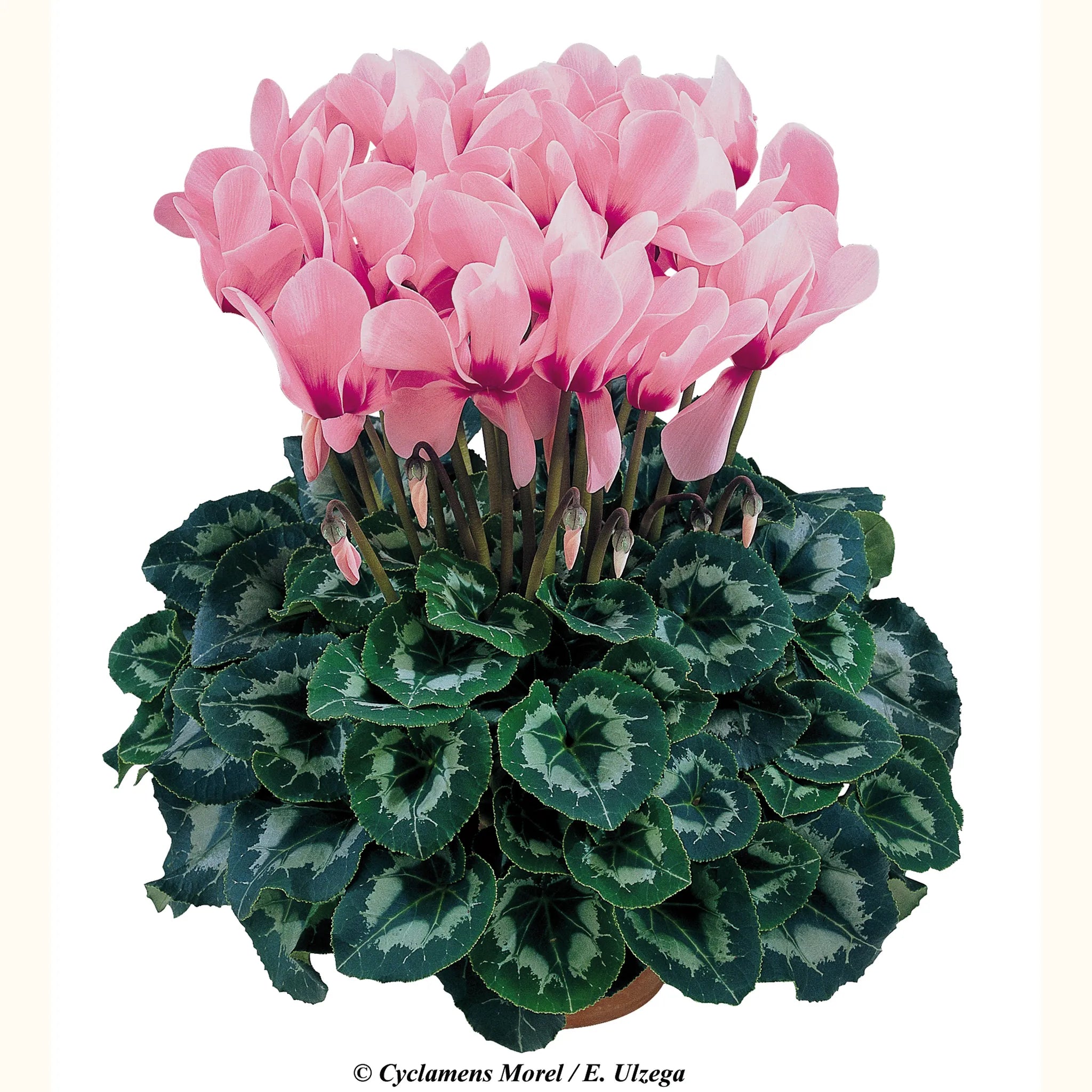 Halios® Rose with eye