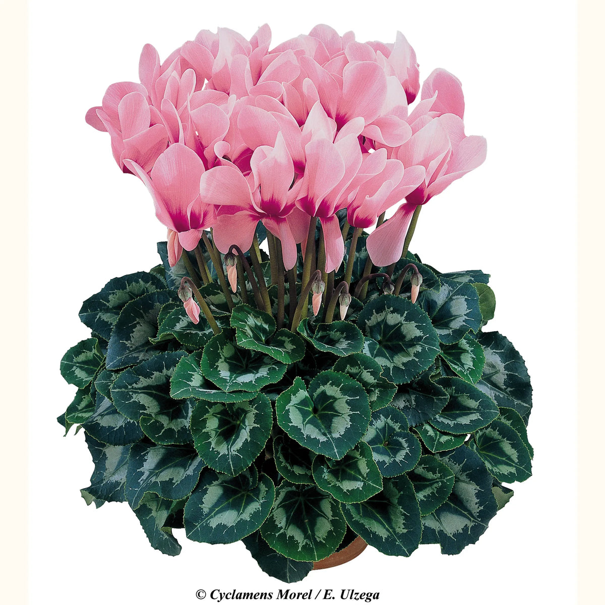 Halios® Rose with eye