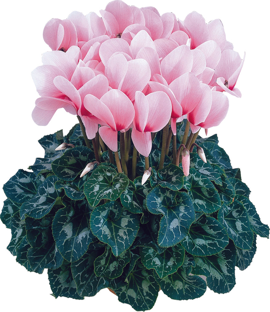 HALIOS® HD DHIVA Rose with eye