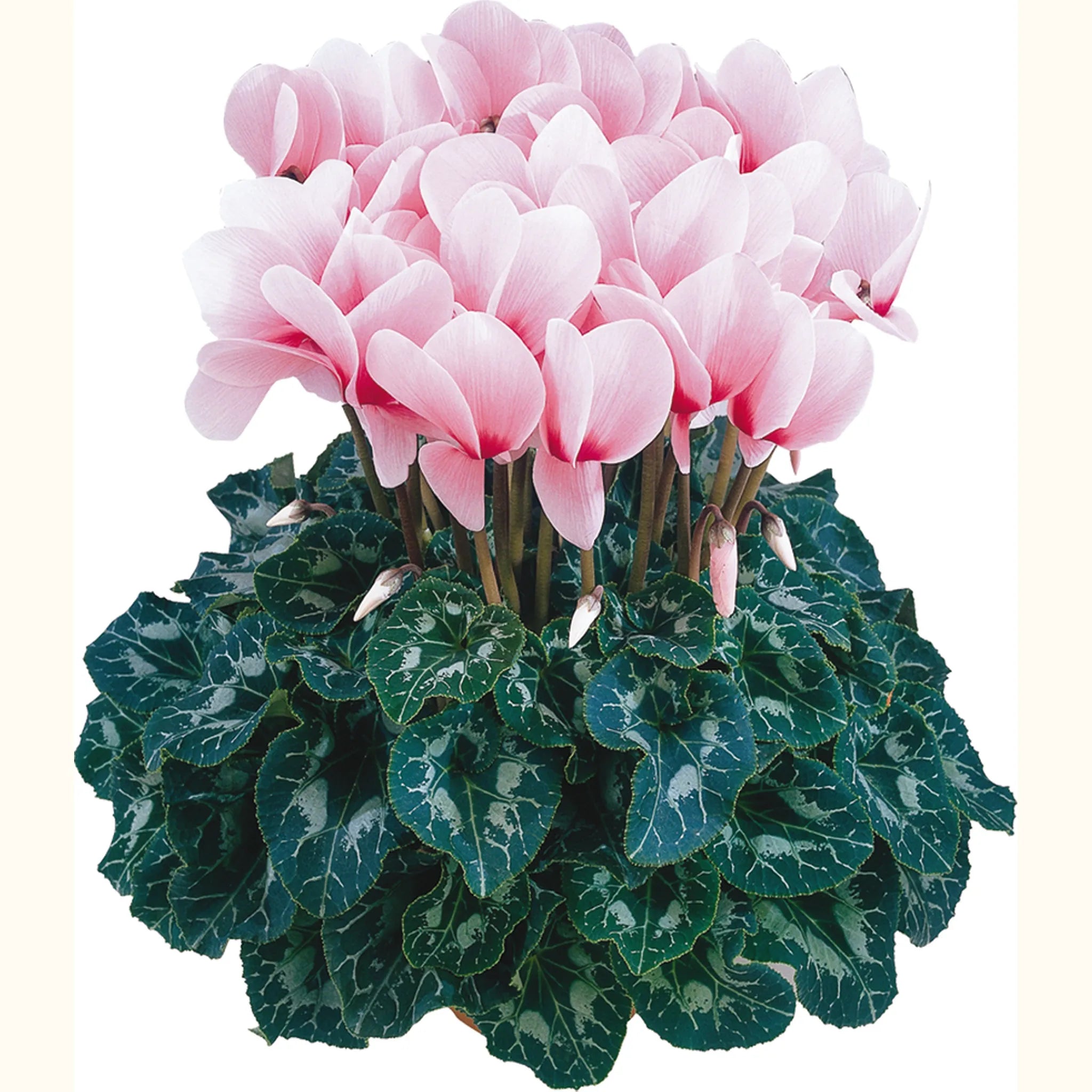 Halios® HD DHIVA Rose with eye