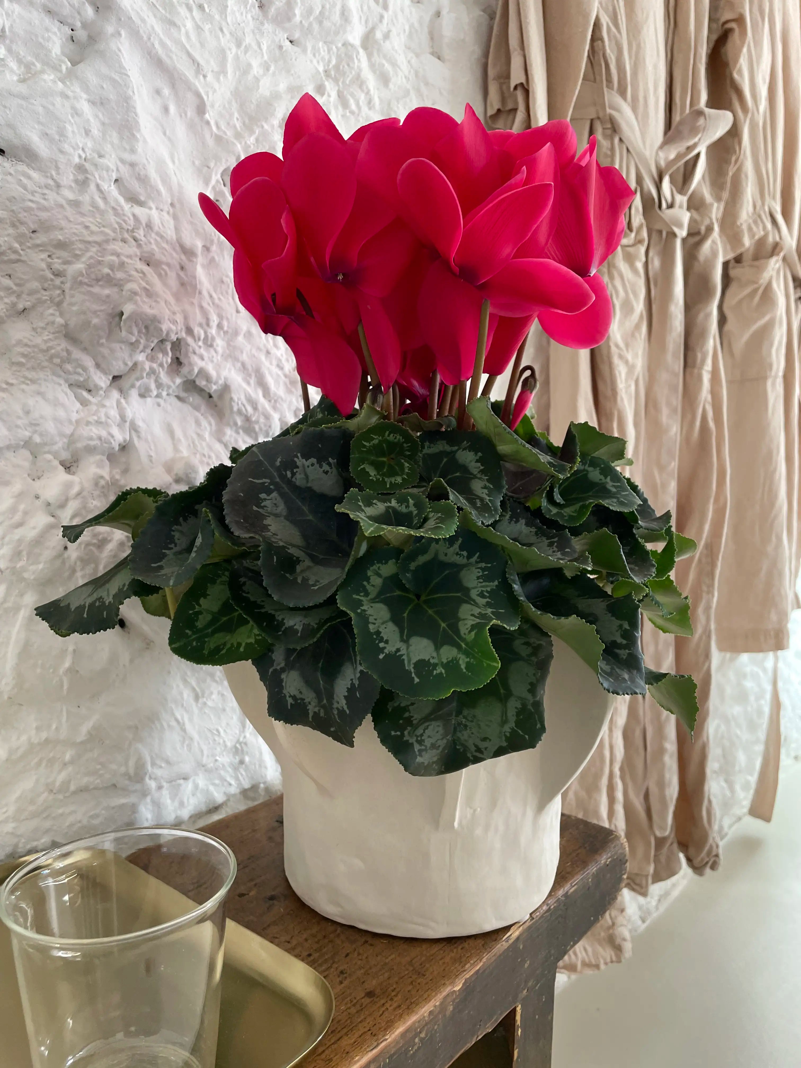 HALIOS® Glänzend Fuchsia evolution