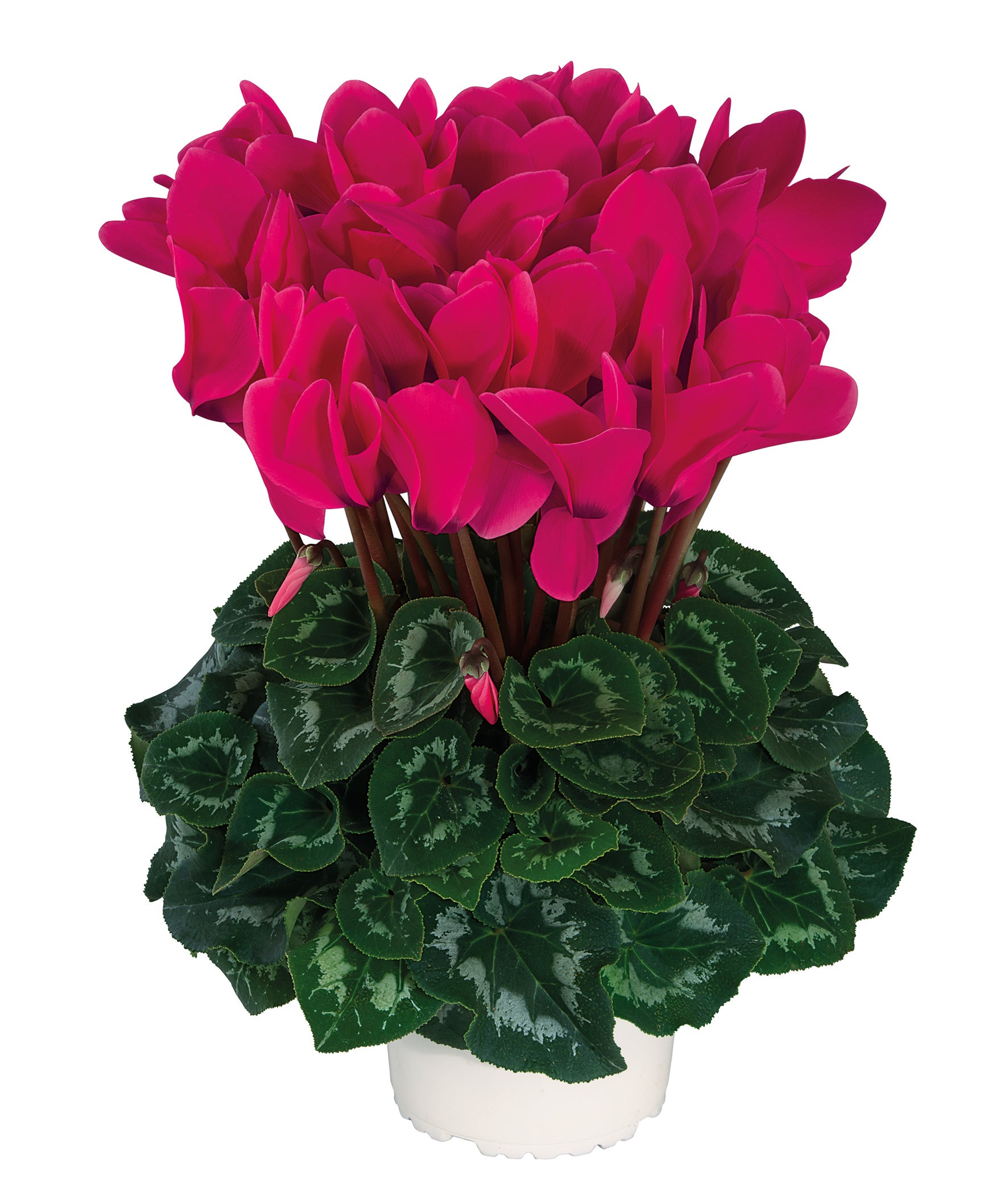 HALIOS® Deep rose evolution