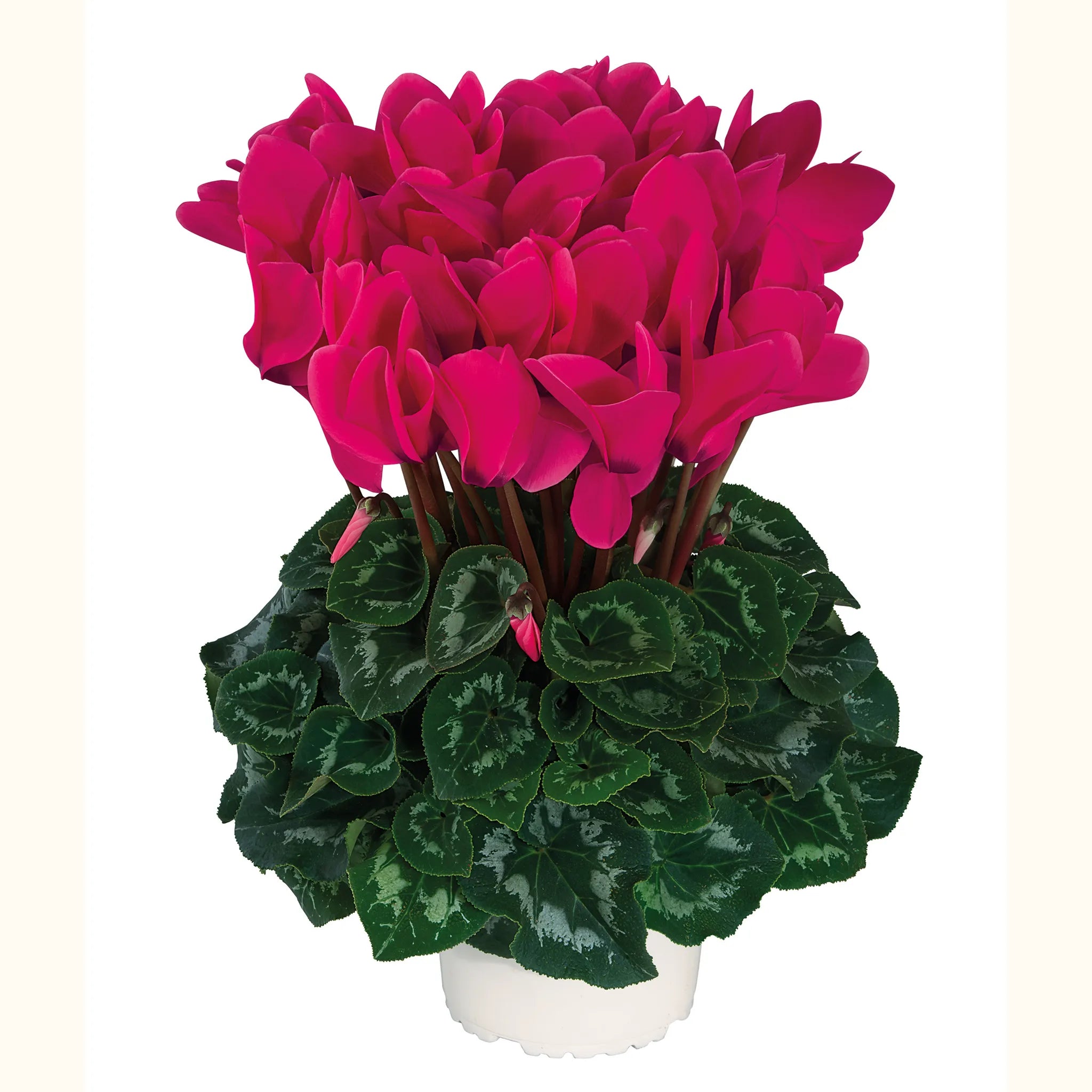 Halios® Fuchsia vif évolution