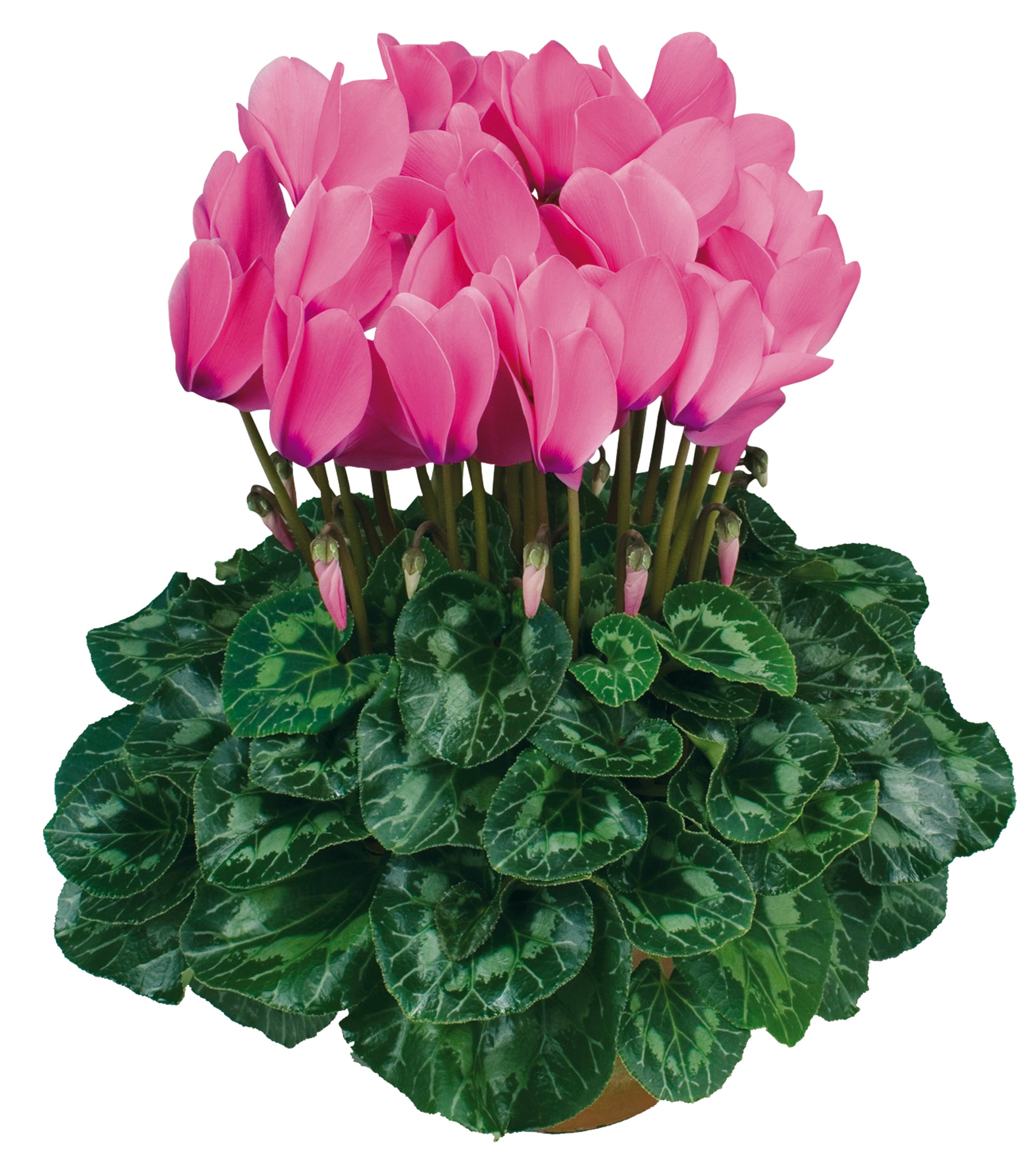 HALIOS® HD Bright rose