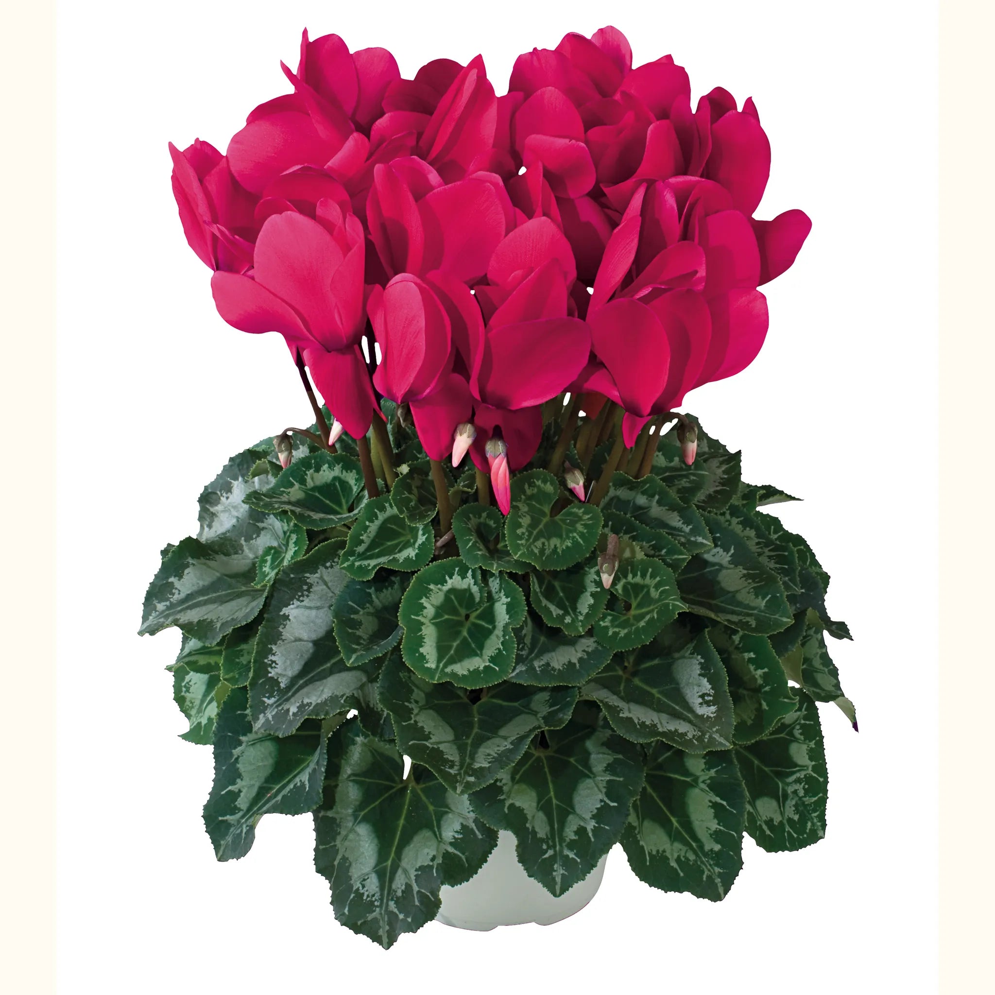 Halios® HD Grenadine