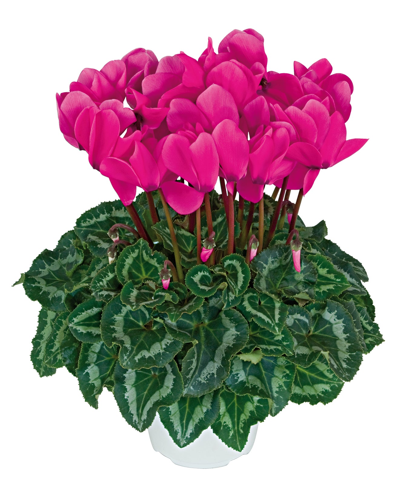 HALIOS® HD Neon rose