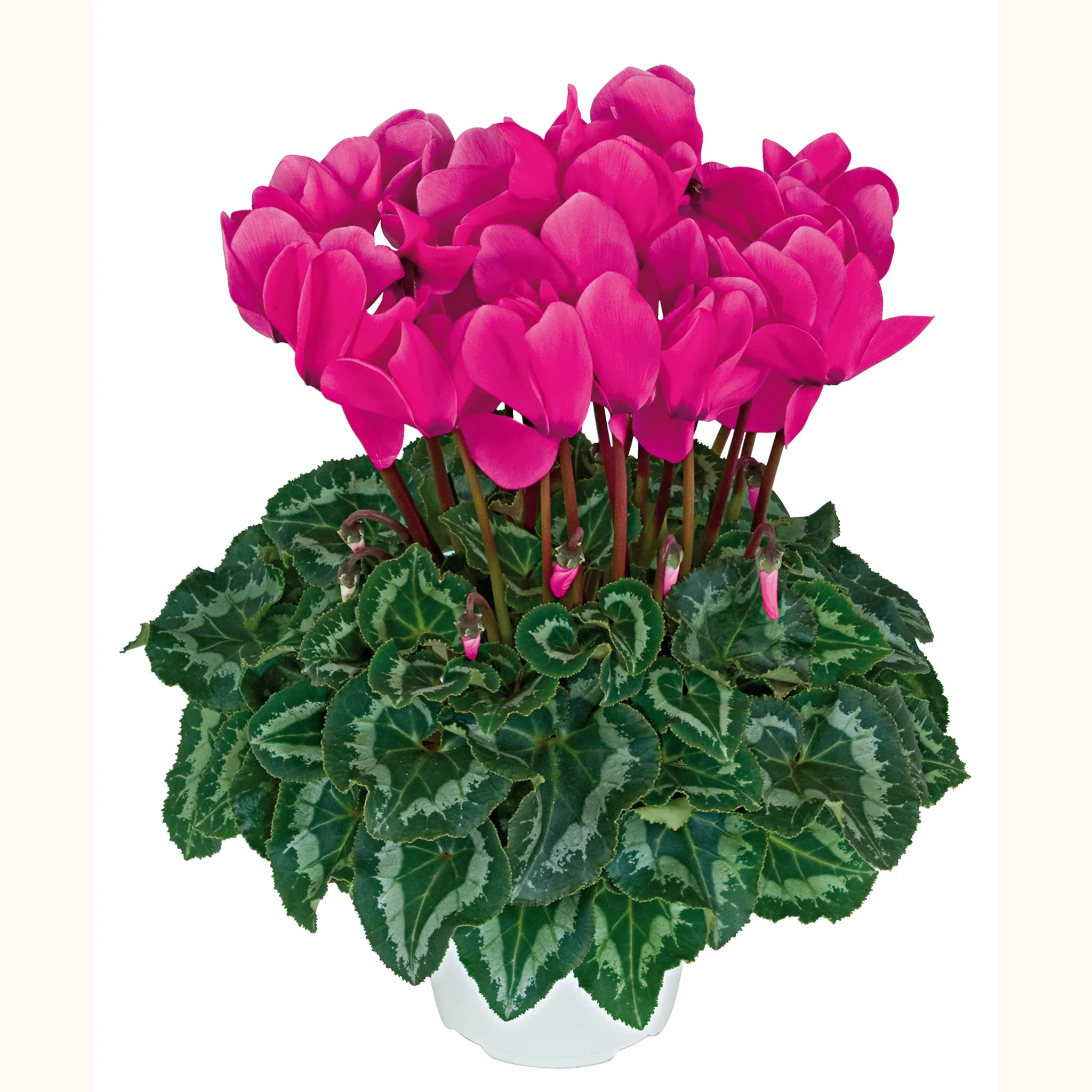 Halios® HD Neon rose