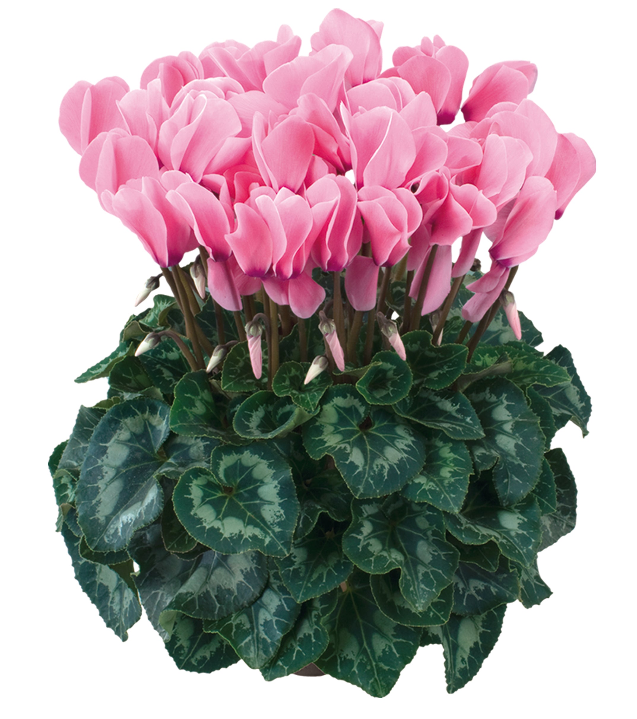 HALIOS® HD Light rose