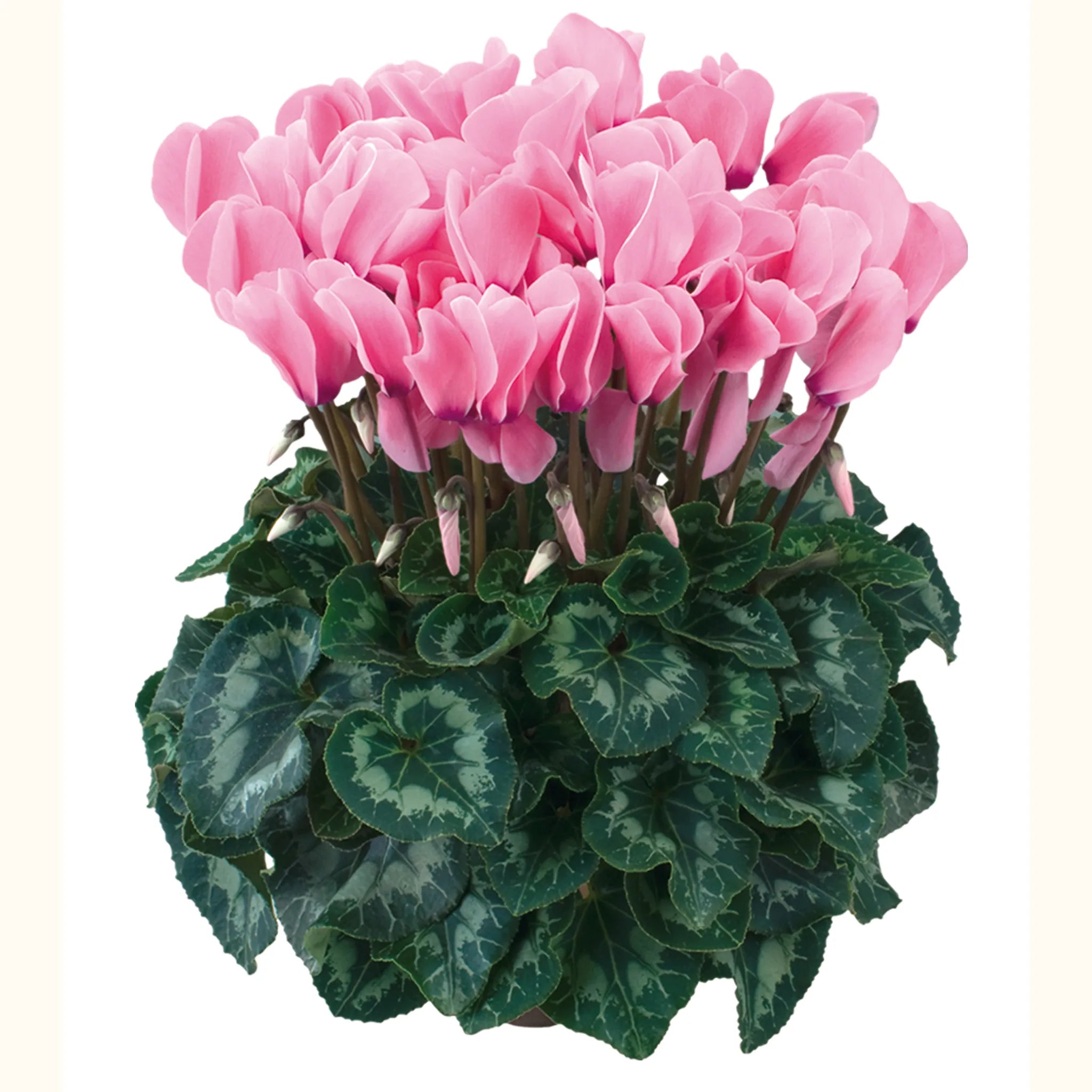 Halios® HD Light rose