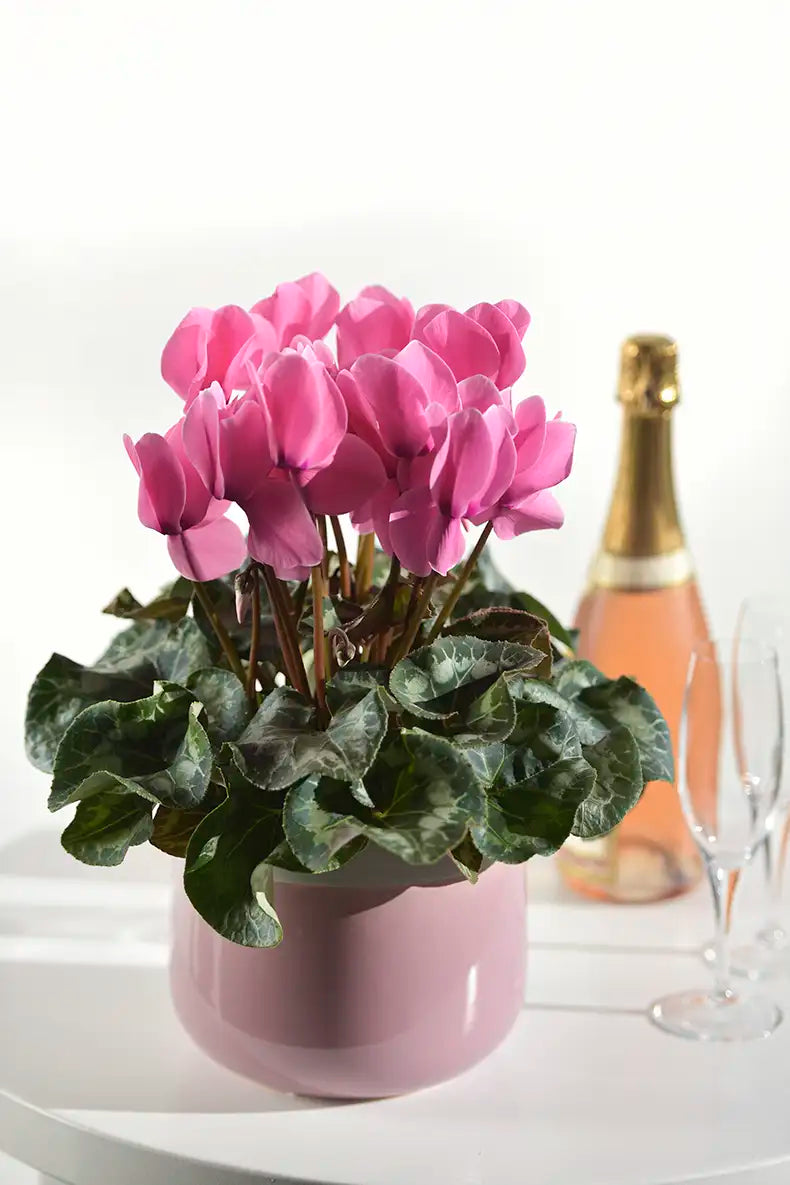 HALIOS® Light rose