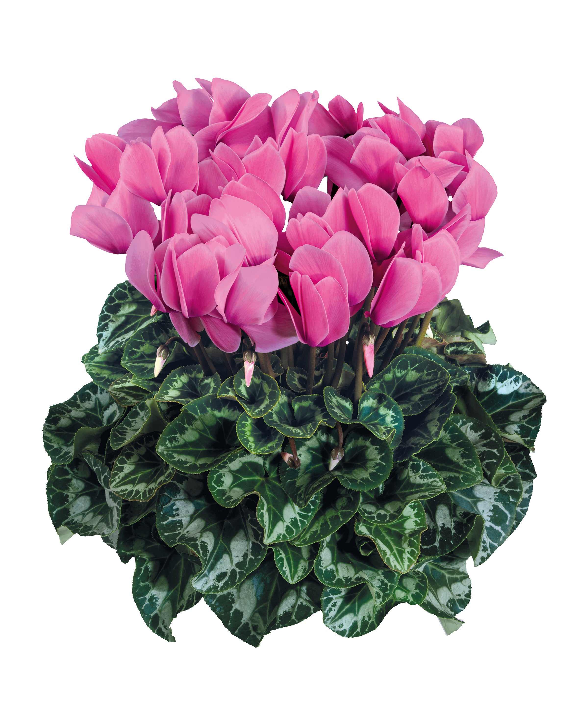 HALIOS® Light rose
