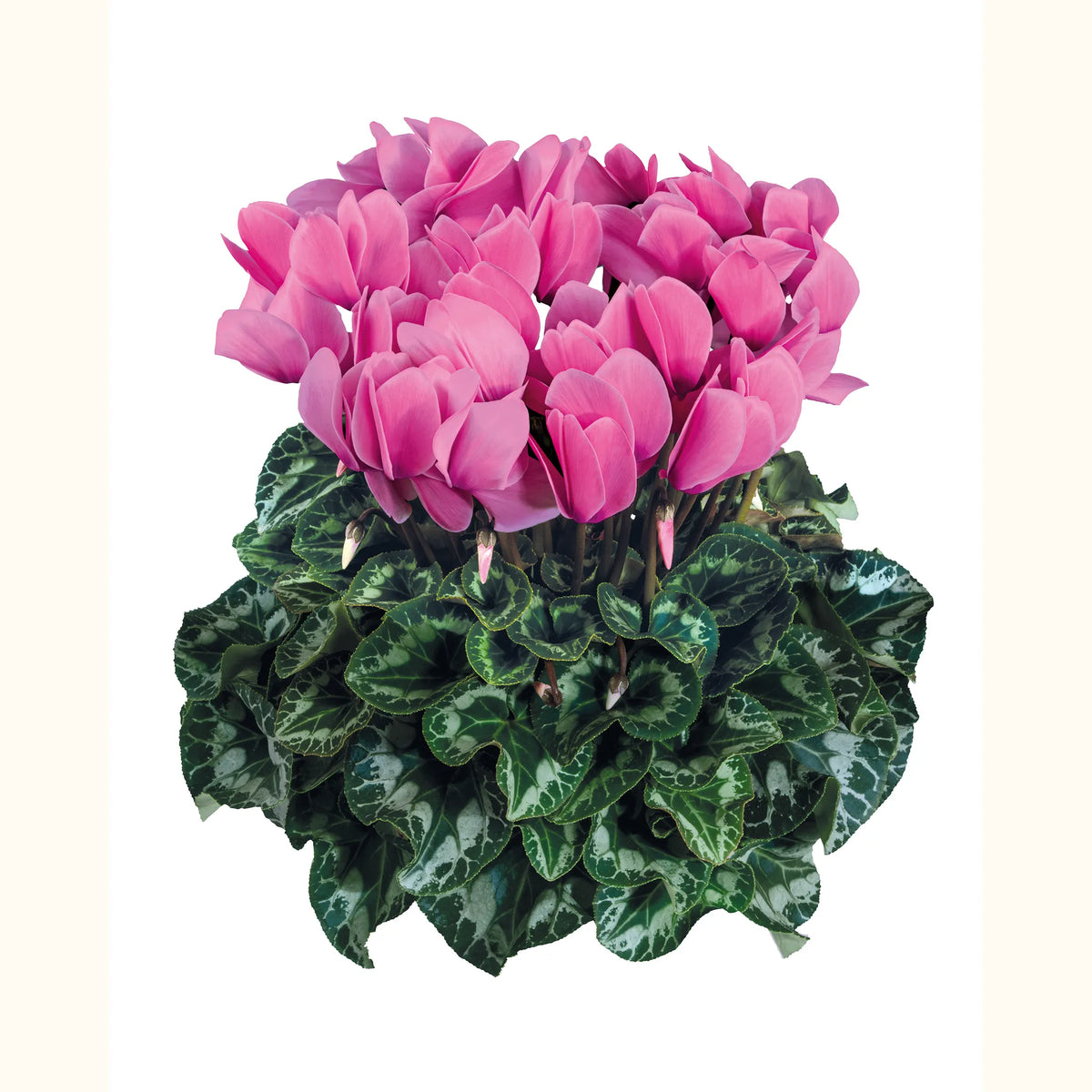 Halios® Light rose