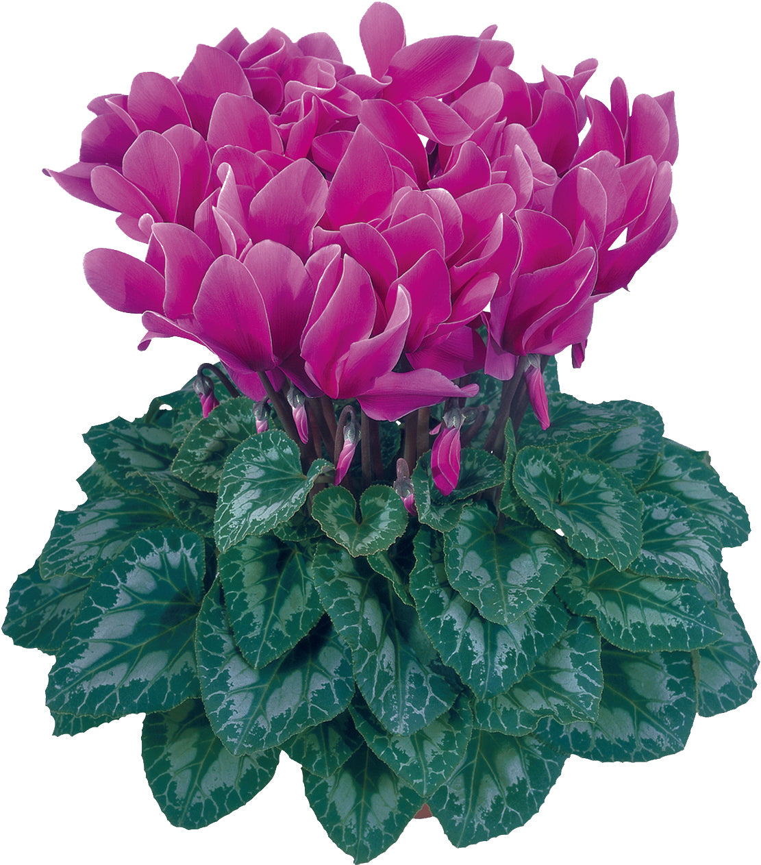 HALIOS® Light purple