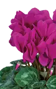 HALIOS® HD Bright purple
