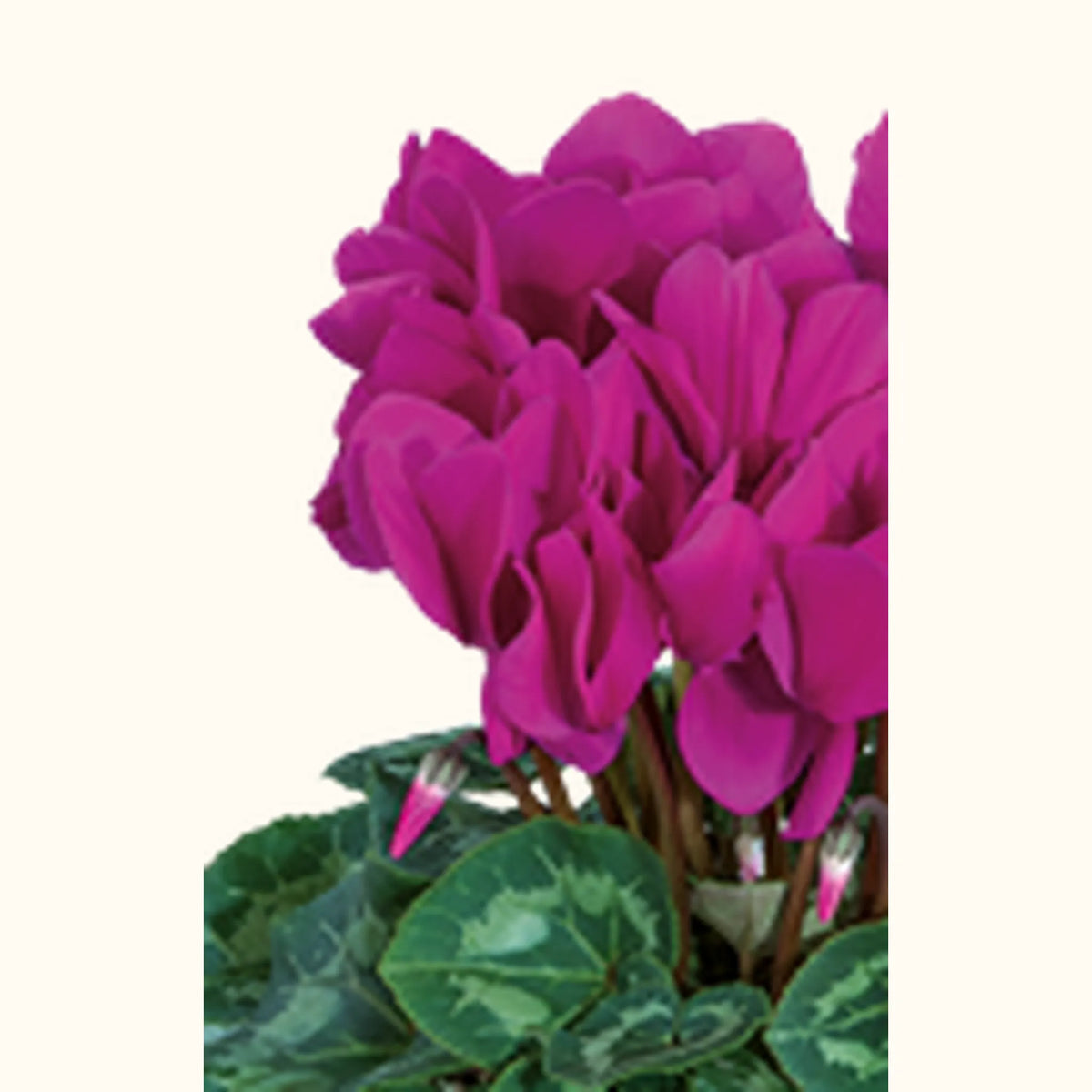 CYCL_2091_img_flow_01.png