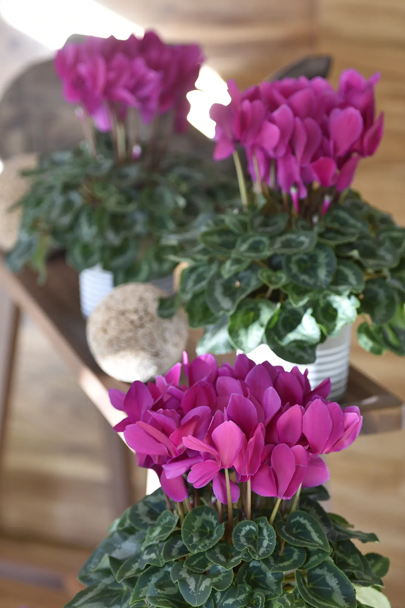 HALIOS® HD Bright purple