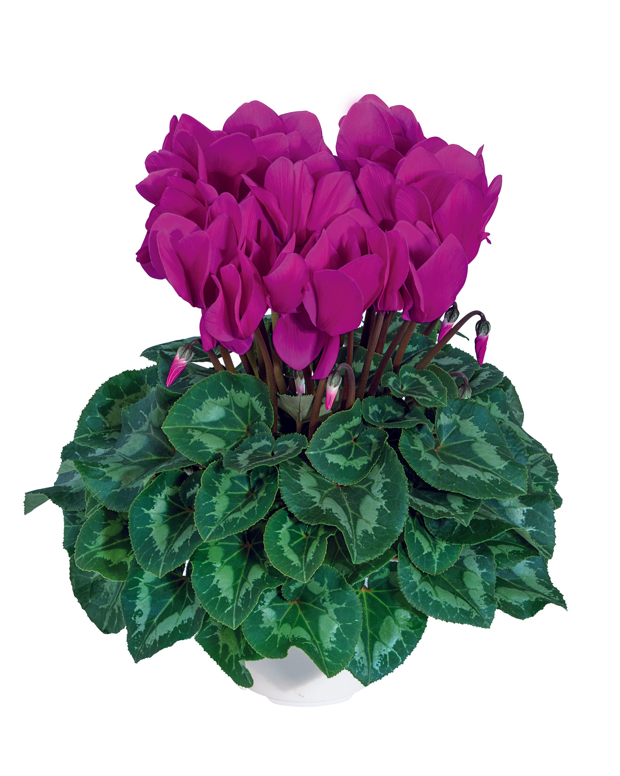 HALIOS® HD Bright purple