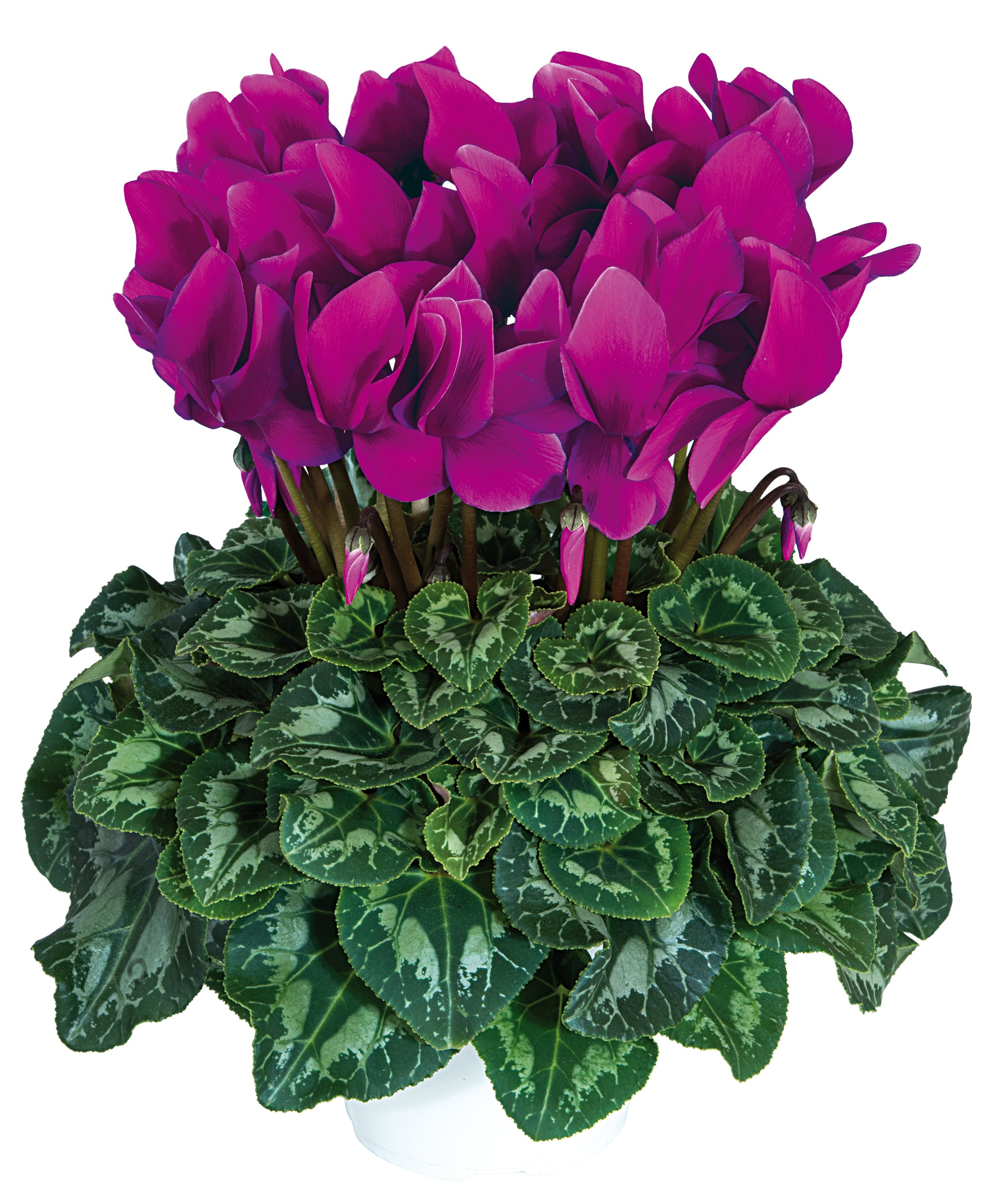 HALIOS® Purple