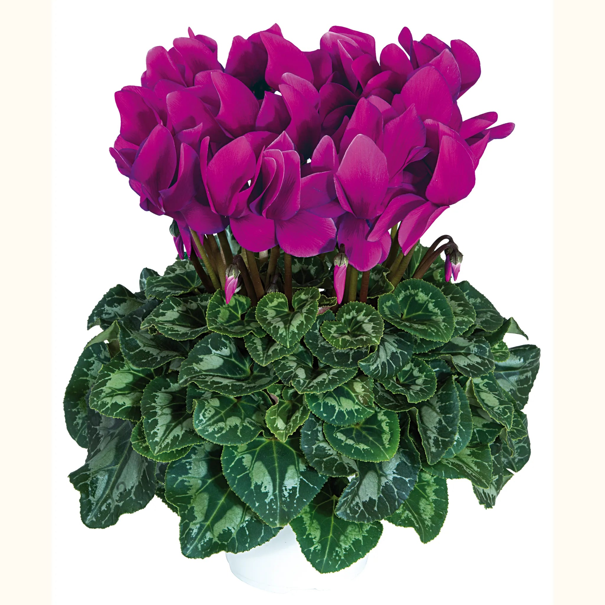 Halios® Purple