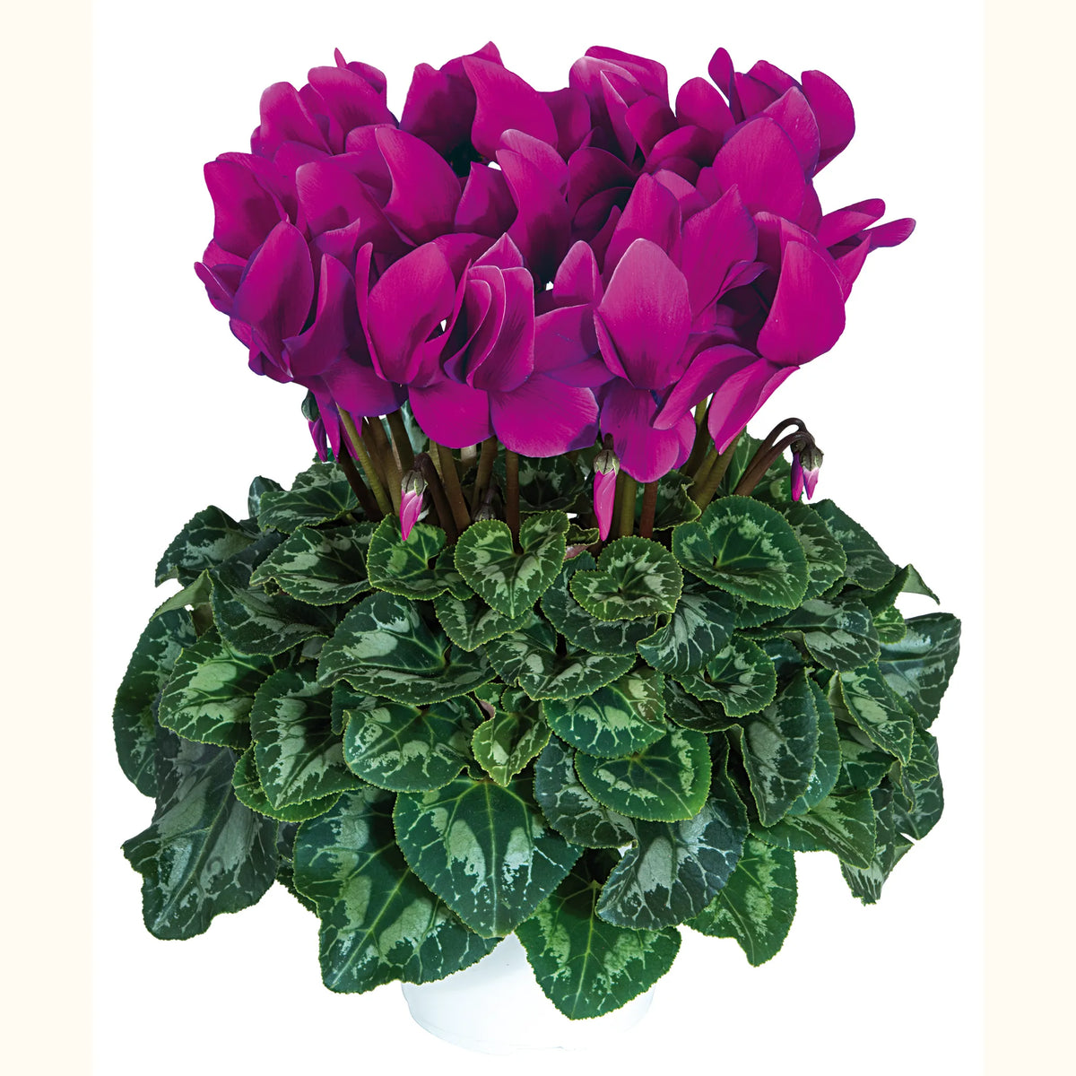 Halios® Purple