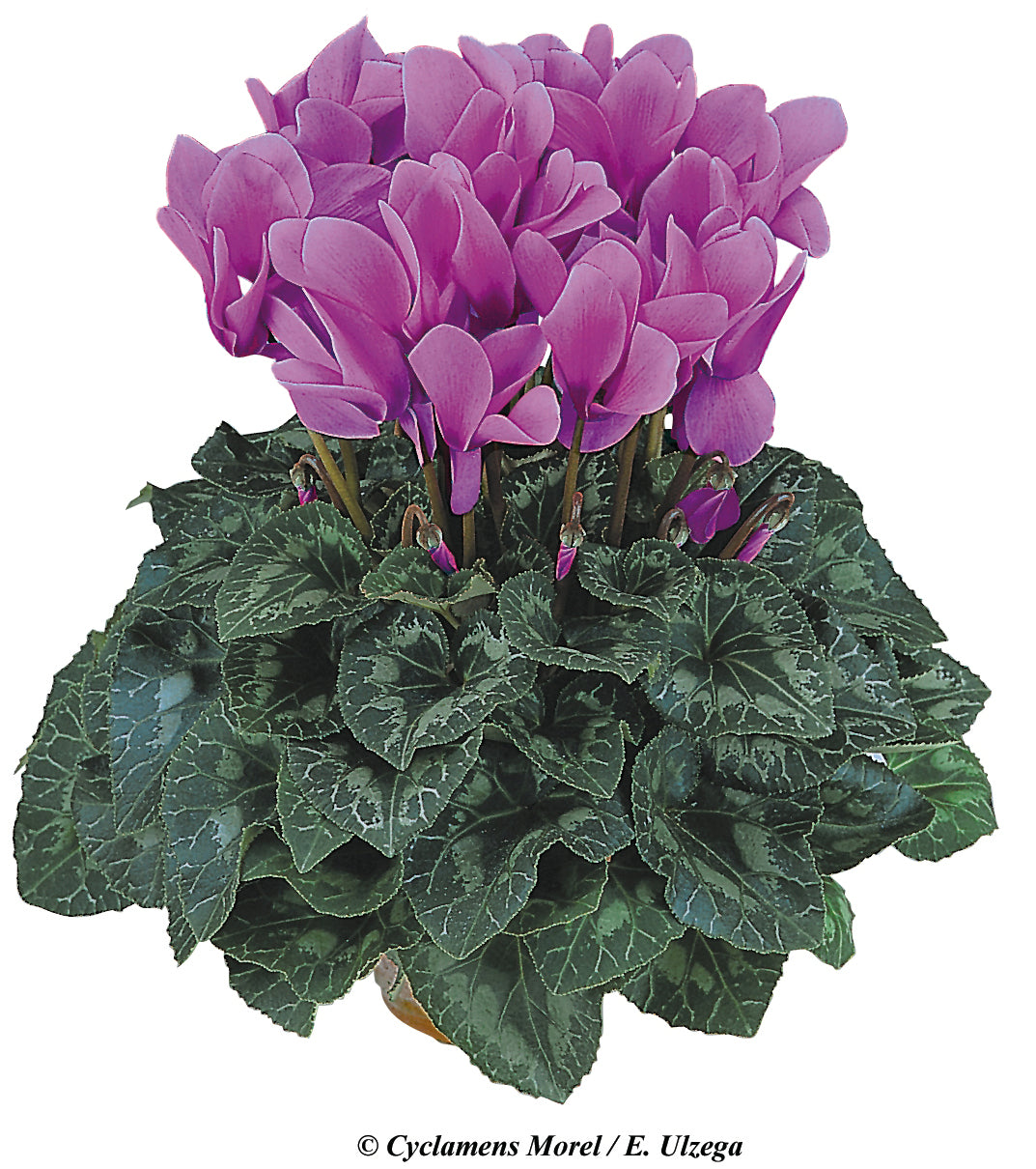 HALIOS® HD Lilac