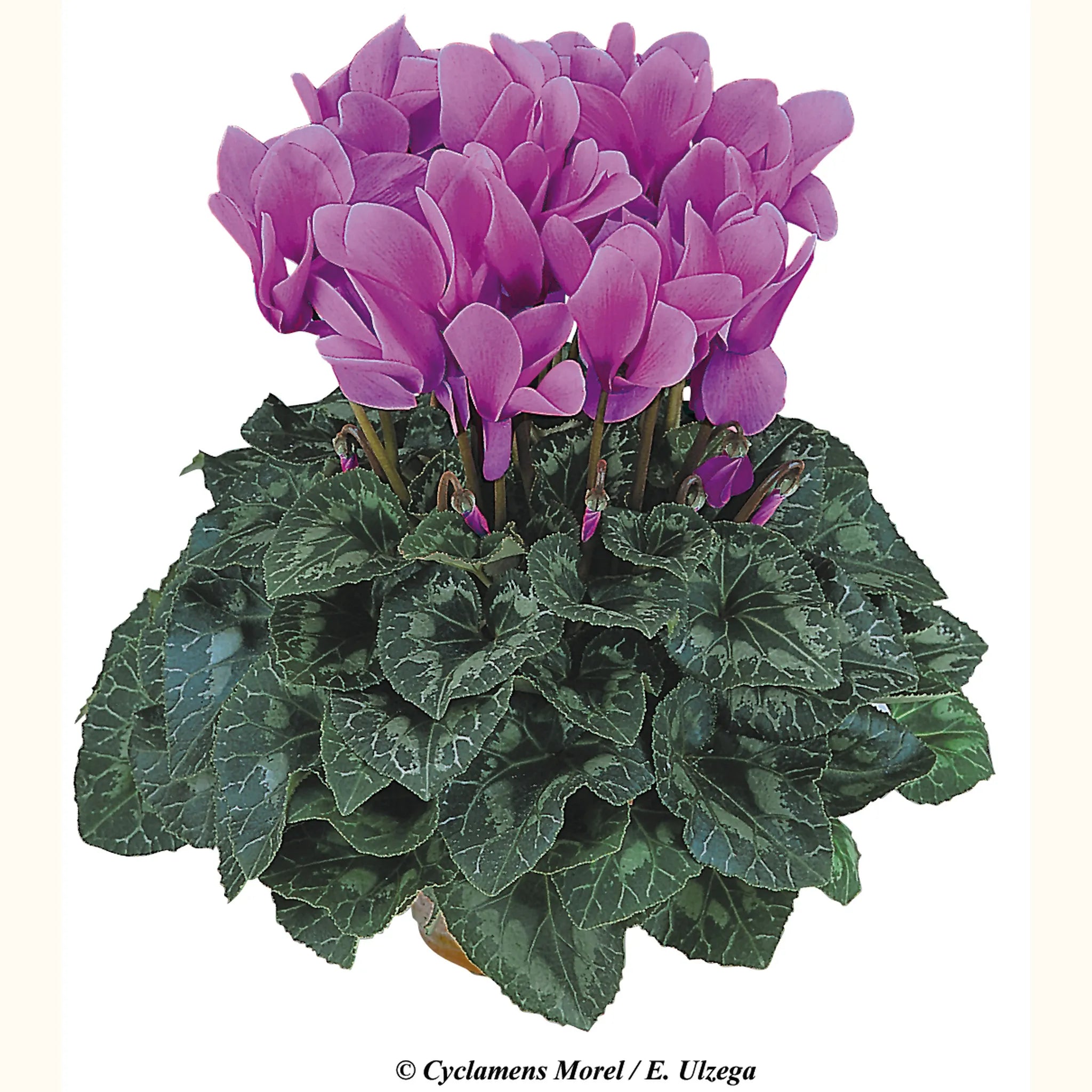 Halios® HD Lilac