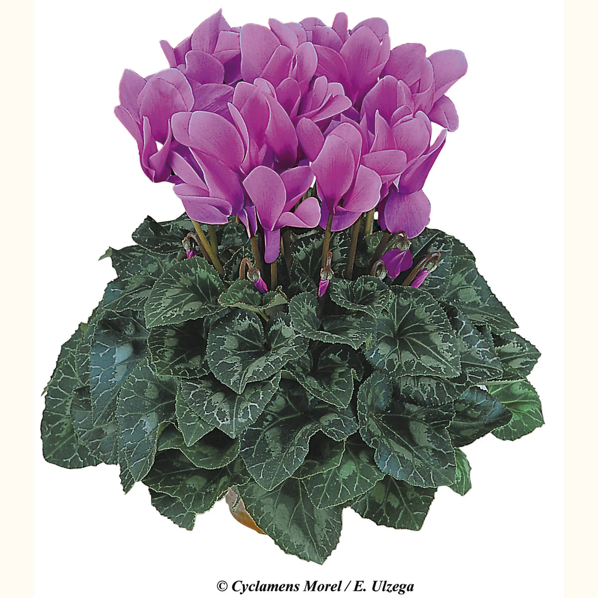 Halios® HD Lilac