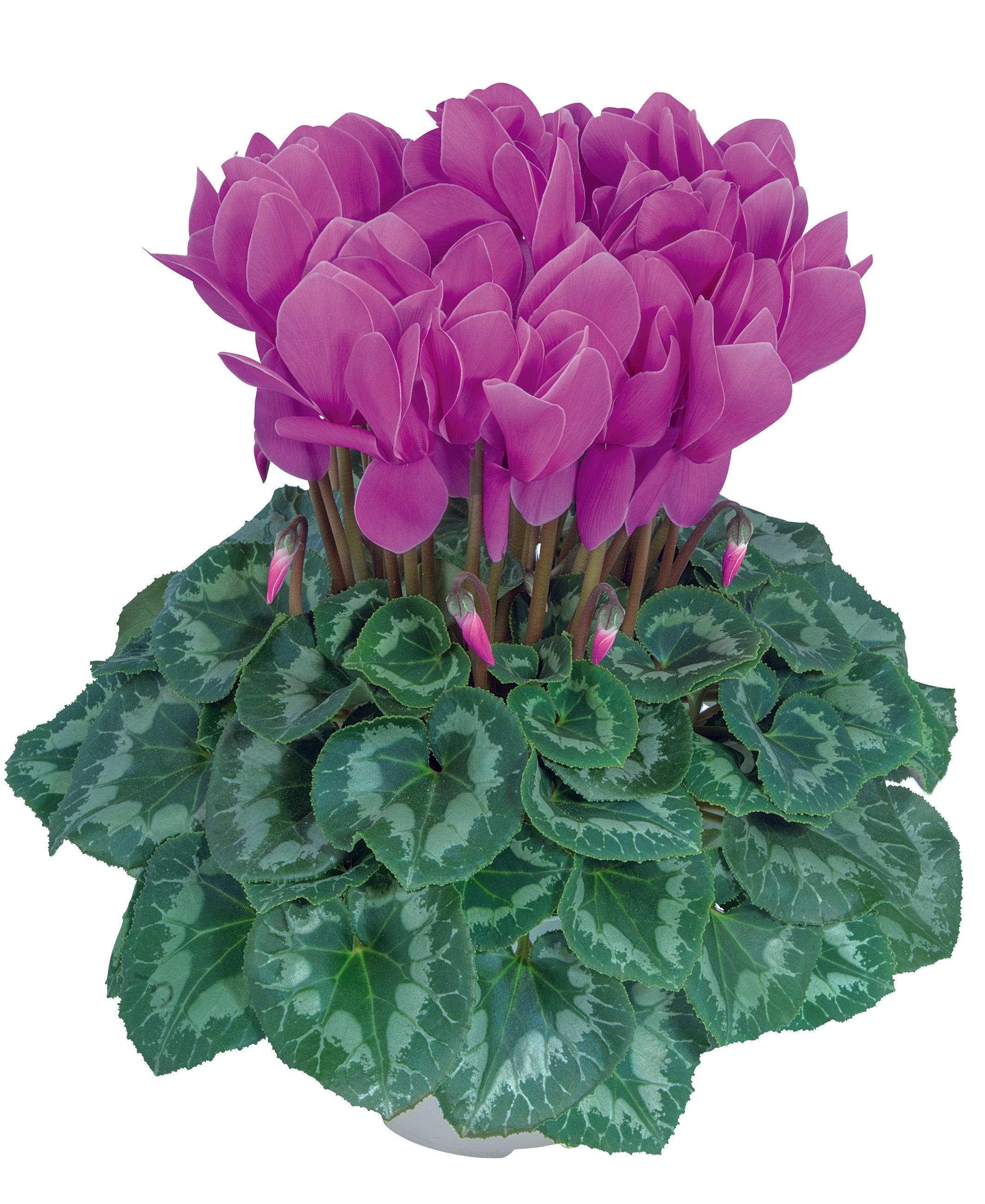 HALIOS® Lilac