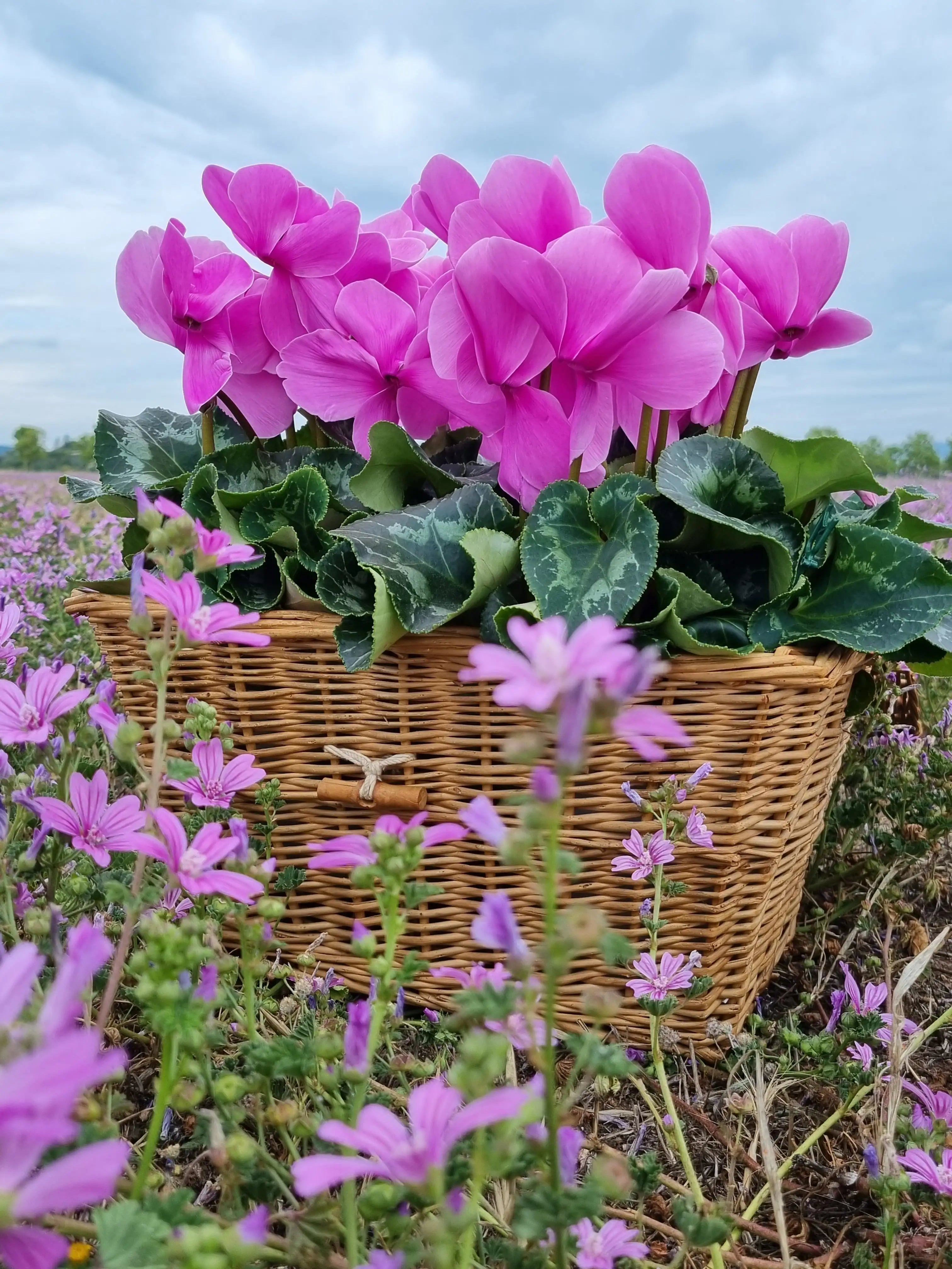 HALIOS® HD Lavender