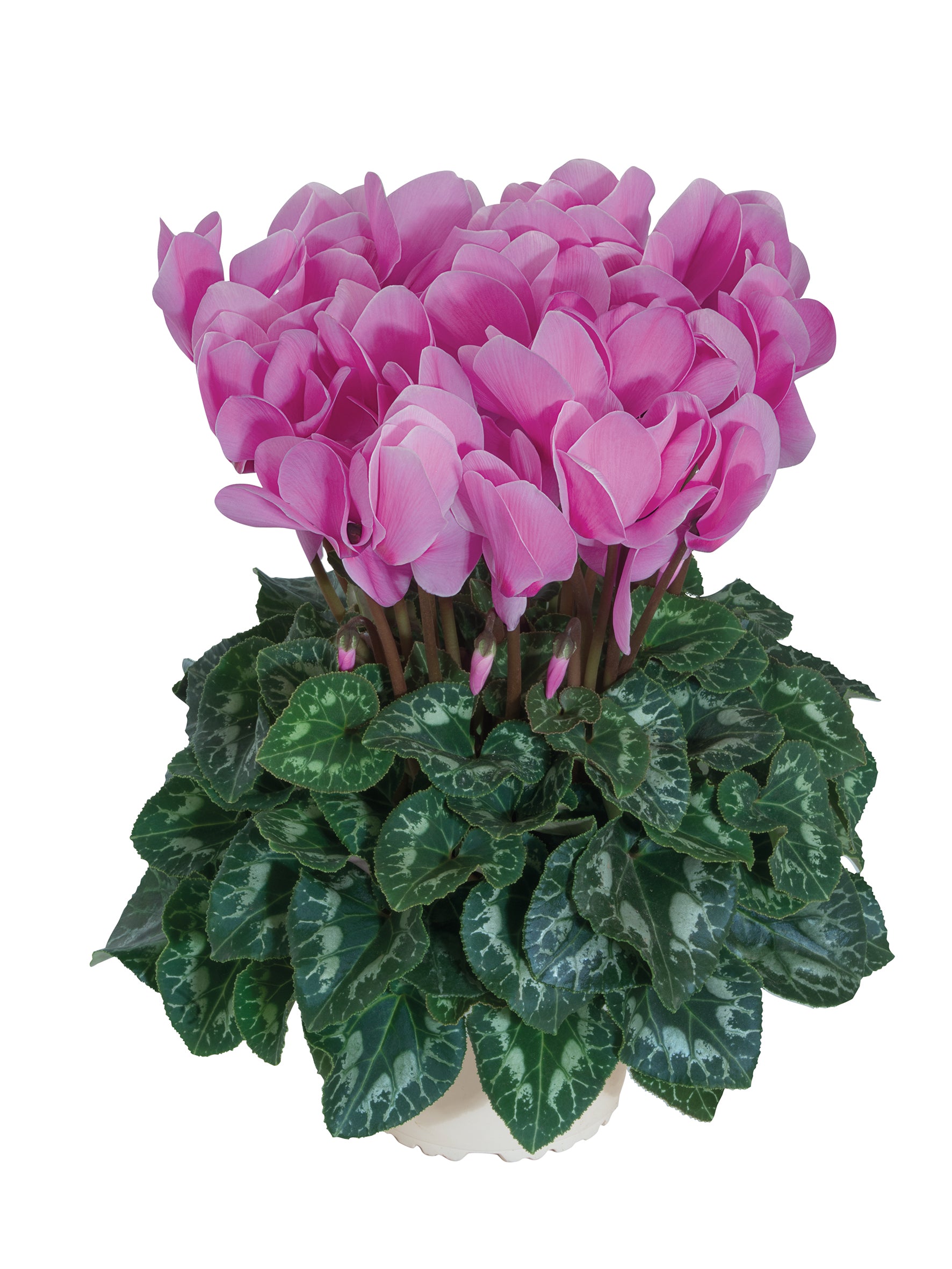 HALIOS® HD Lavender