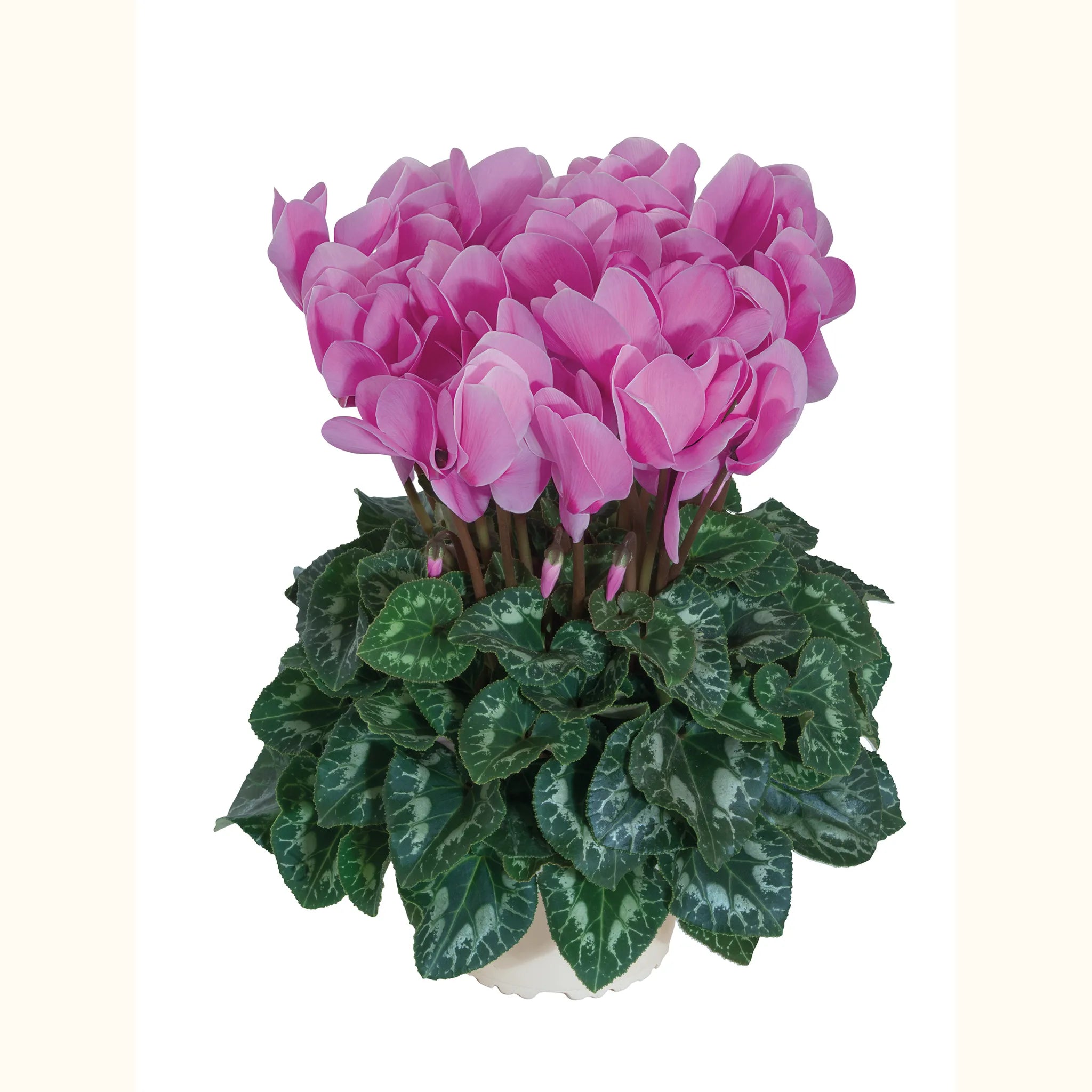 Halios® HD Lavender