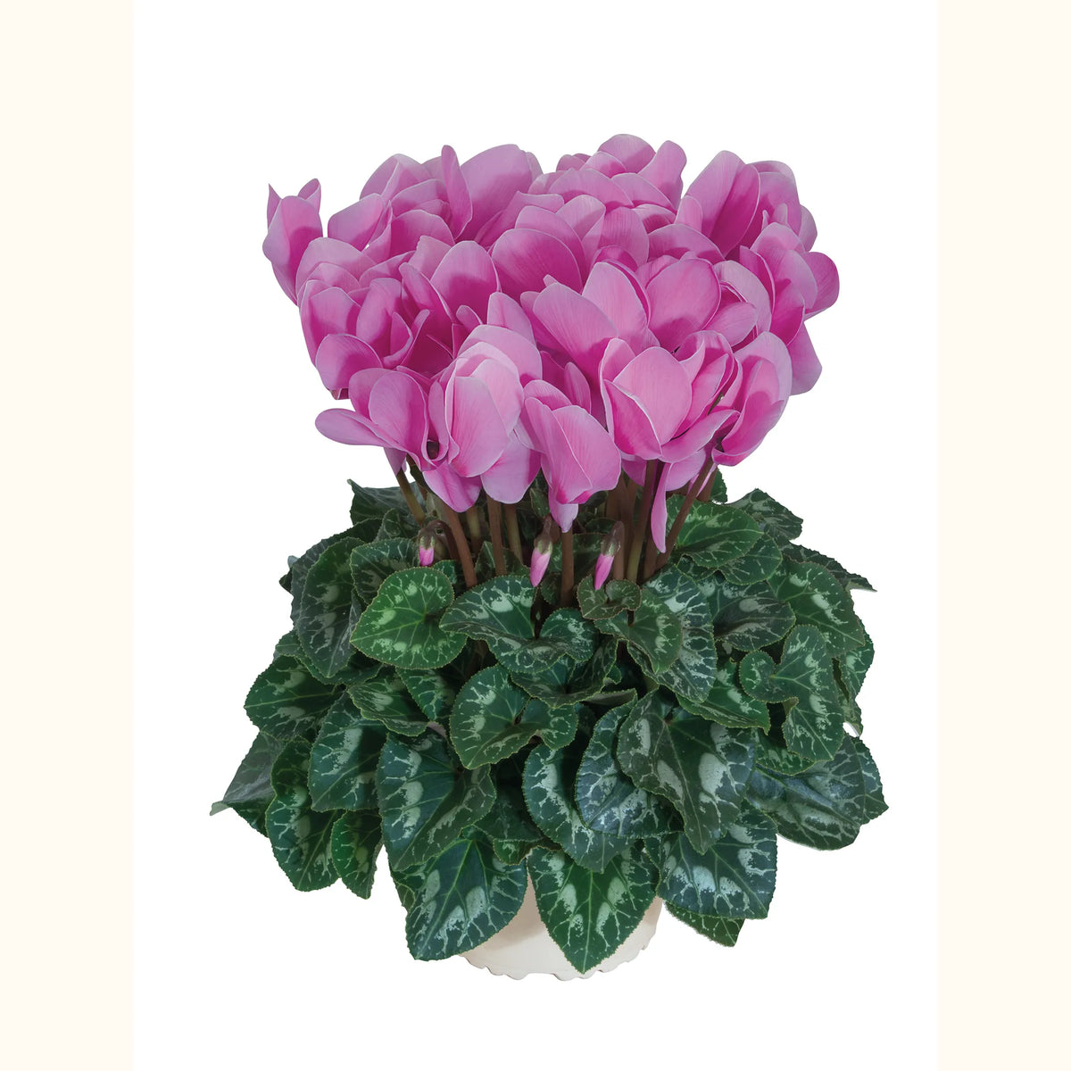 Halios® HD Lavender