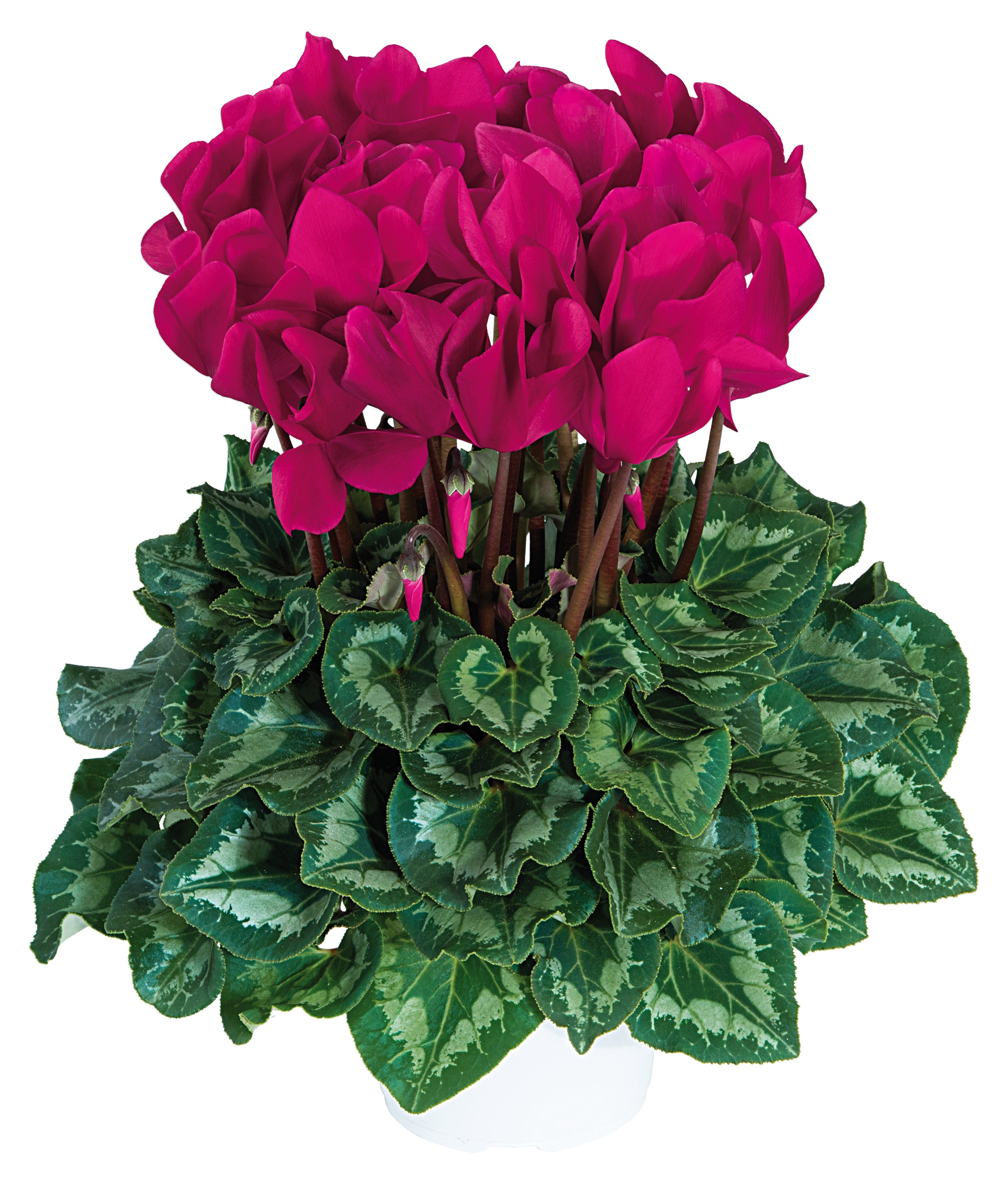 HALIOS® Magenta