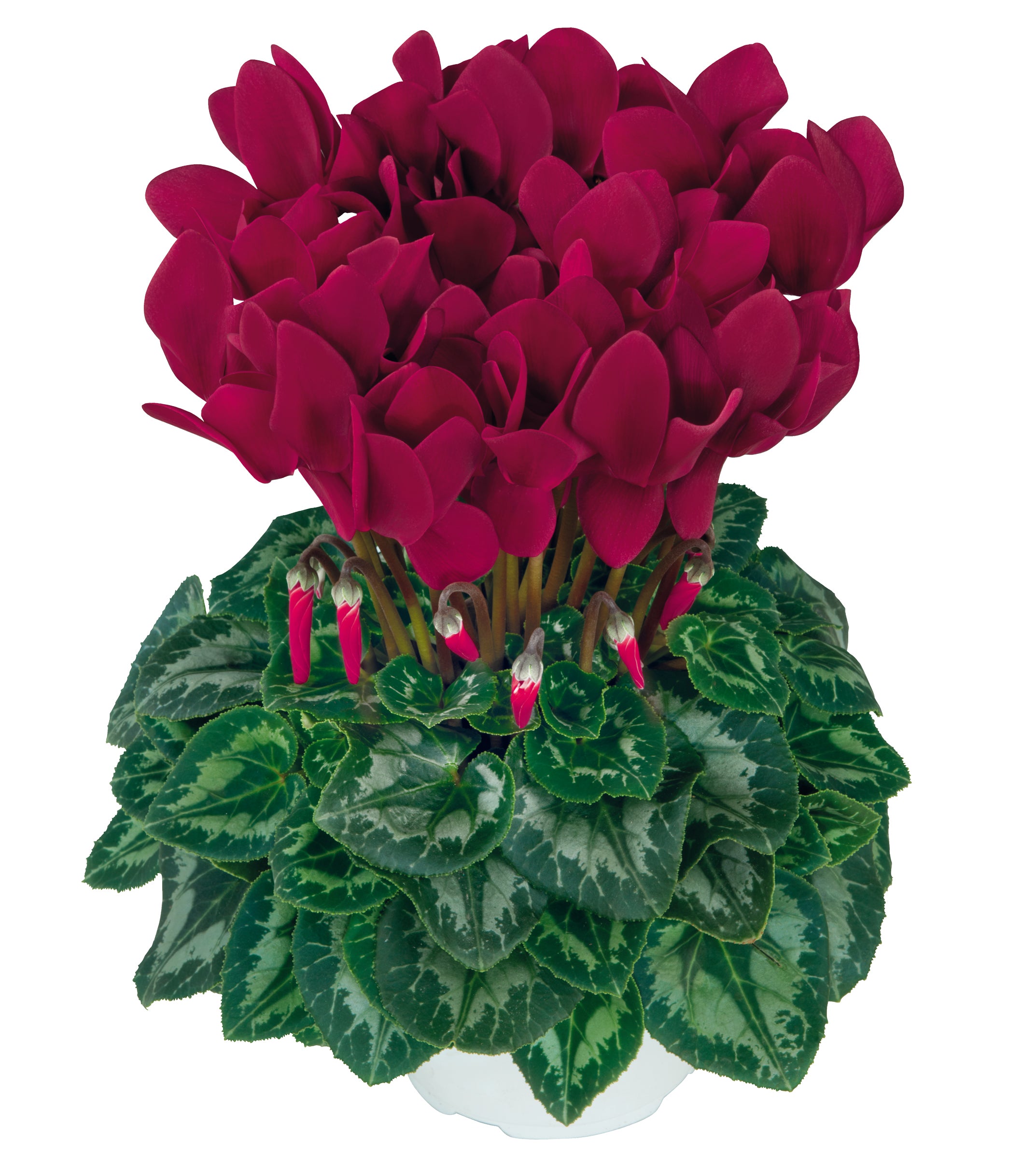HALIOS® HD Deep magenta