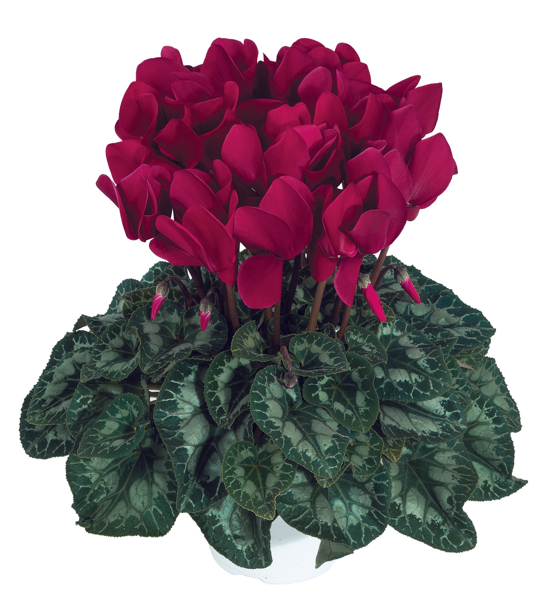 HALIOS® Deep magenta