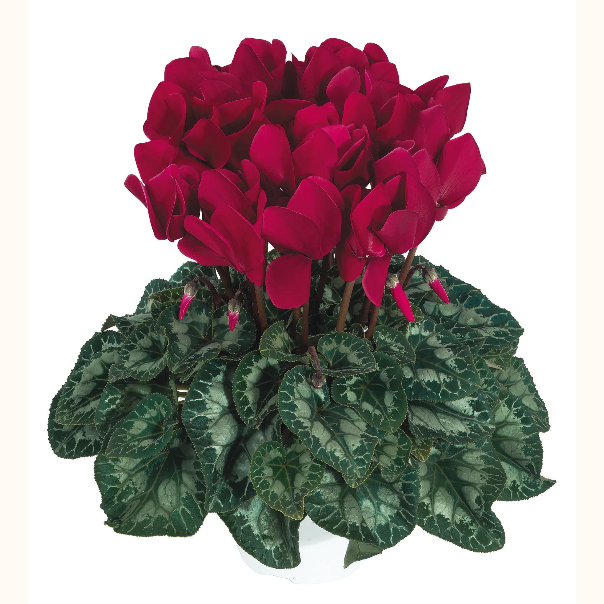 Halios® Deep magenta