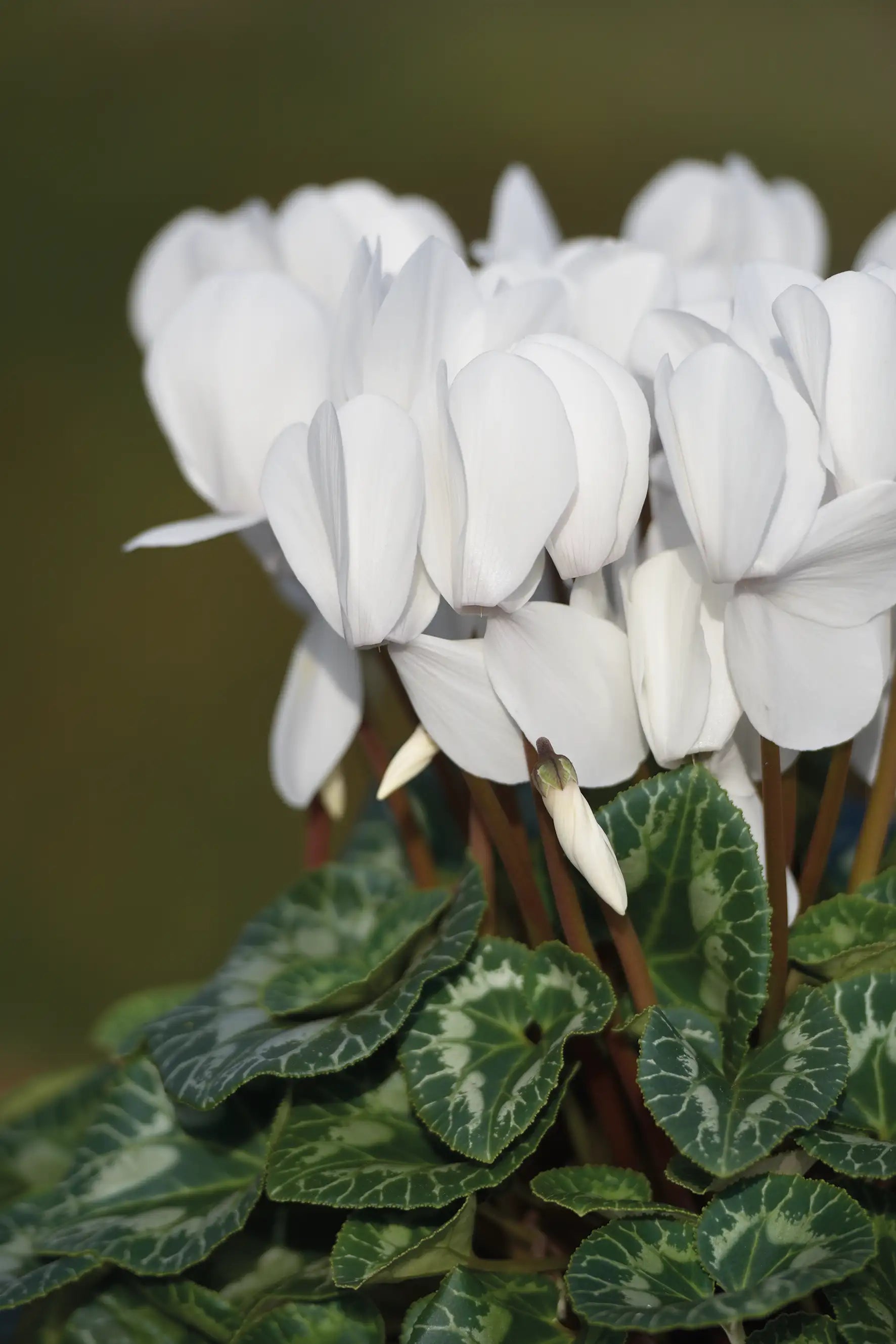 HALIOS® HD White