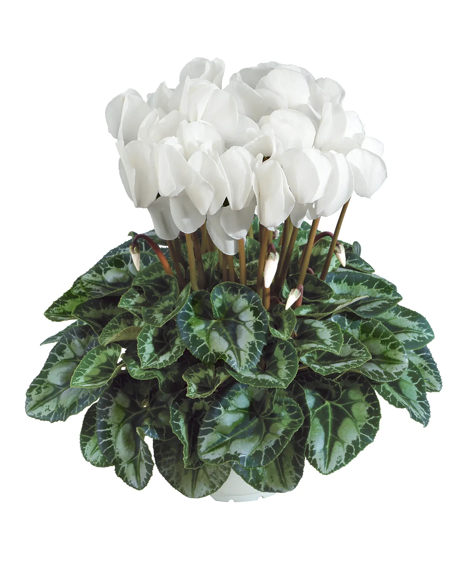 HALIOS® HD White