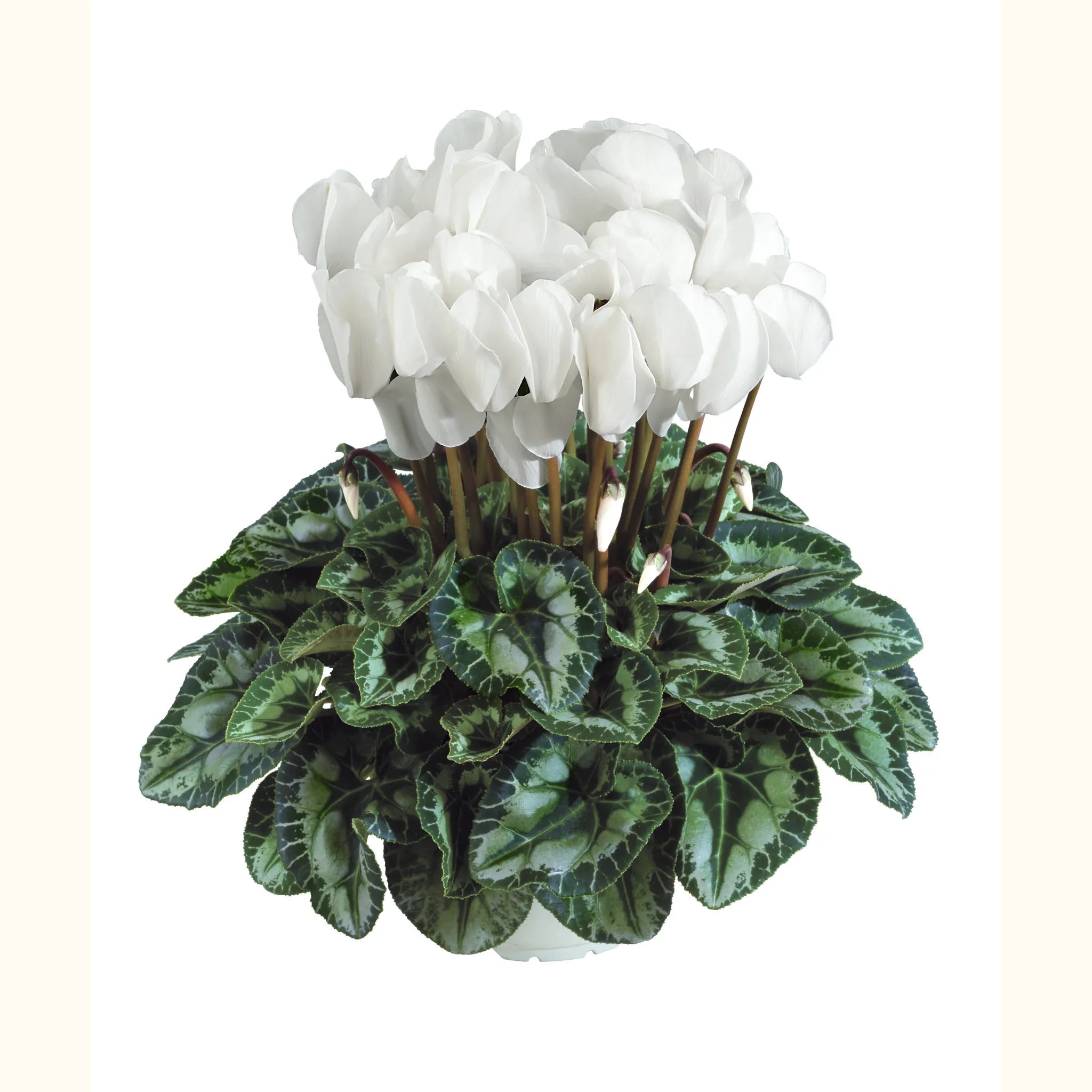 Halios® HD White