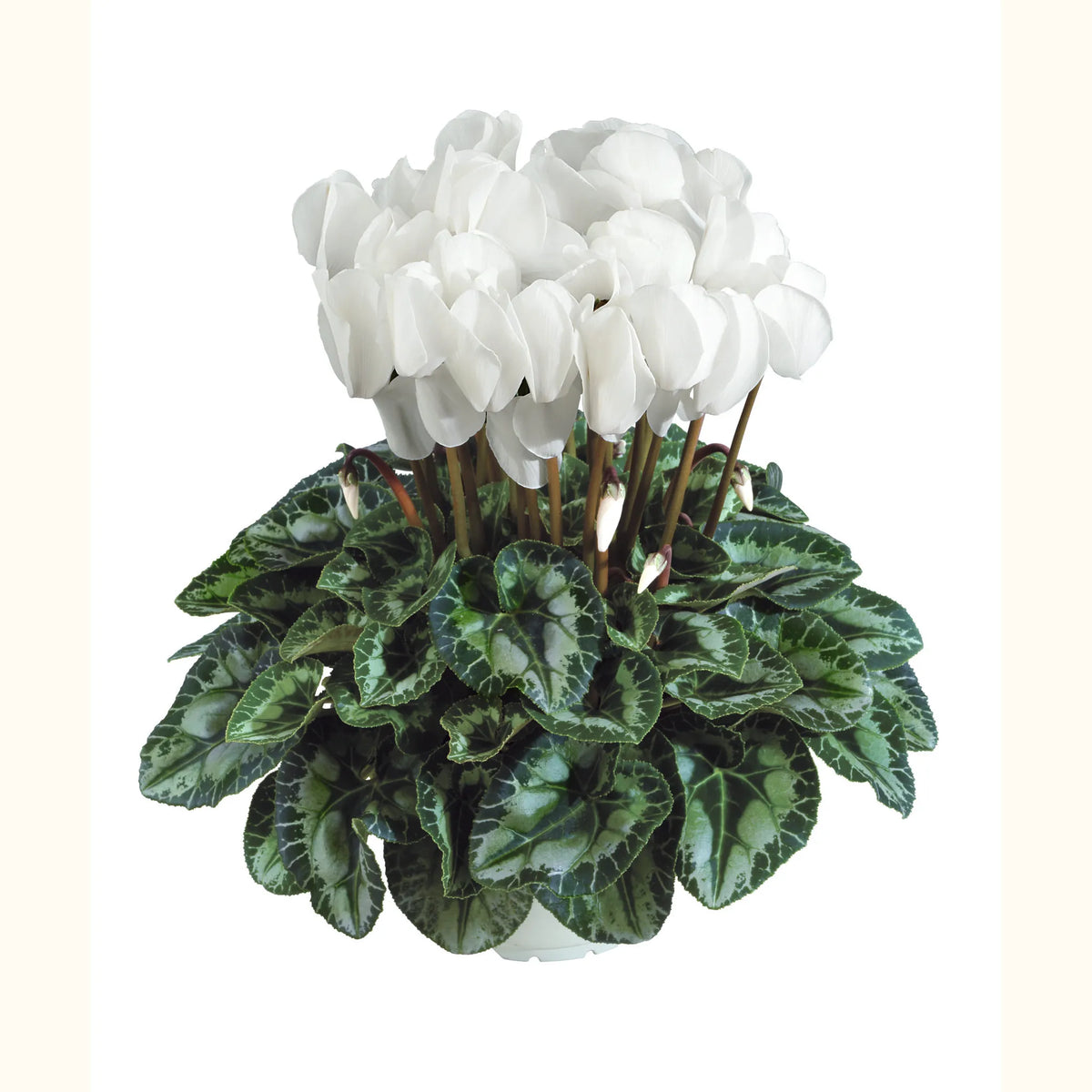 Halios® HD White