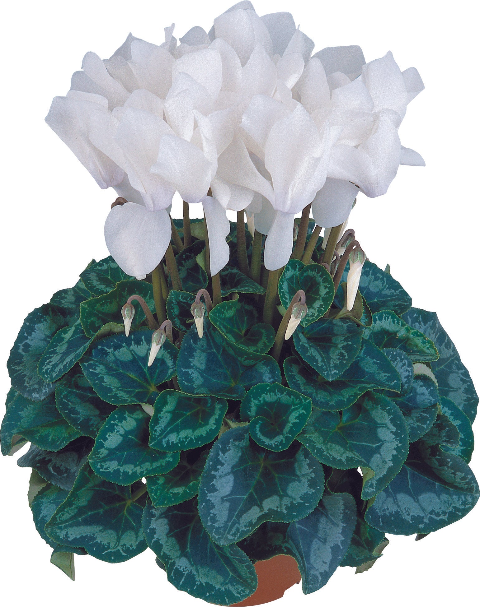 HALIOS® Pure white