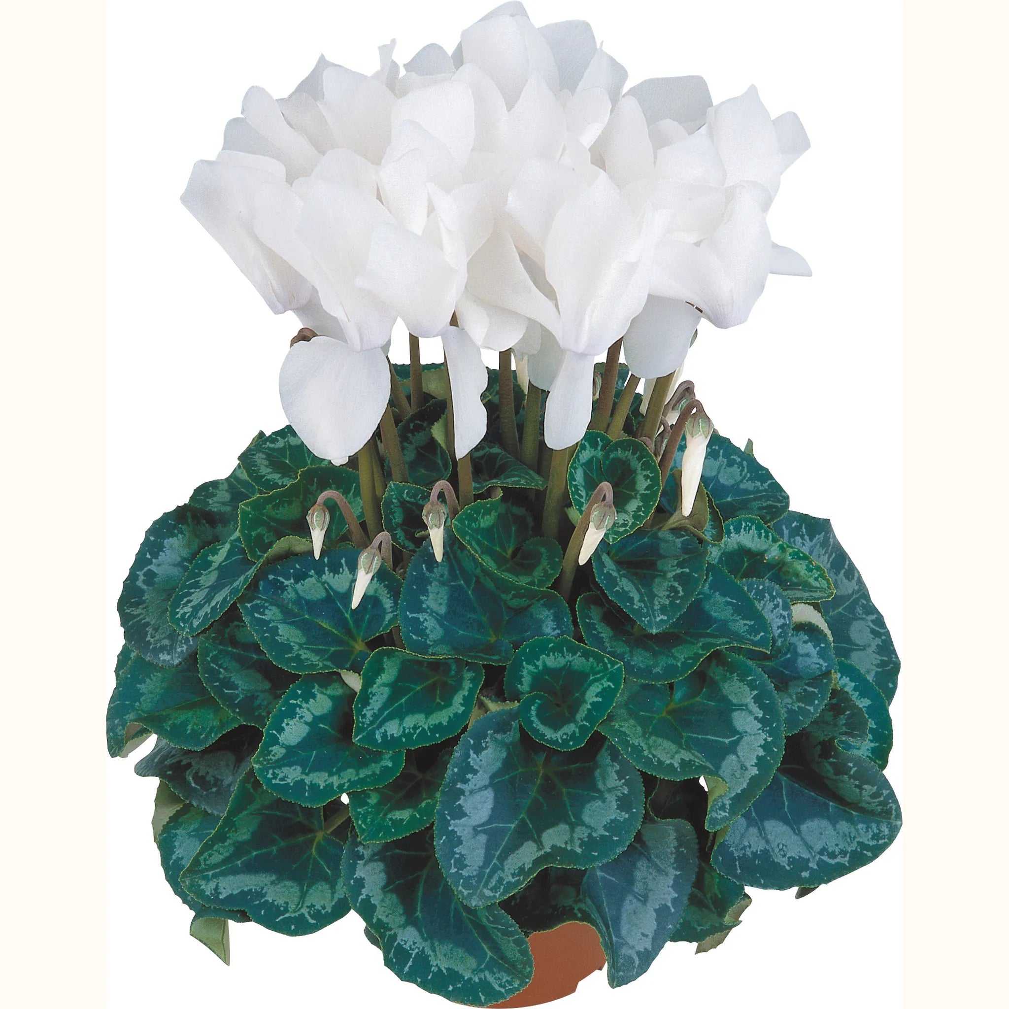 Halios® Pure white