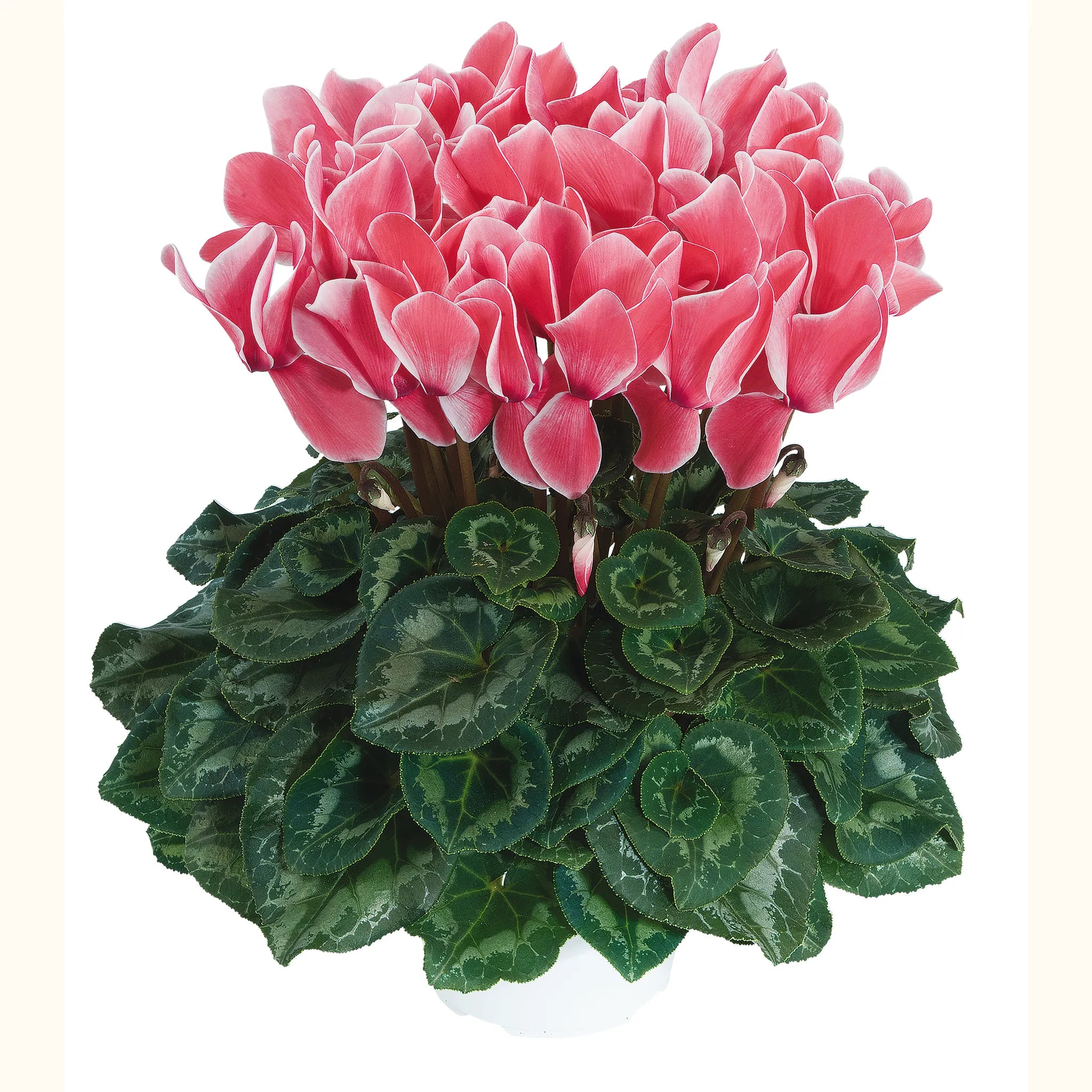 Halios® HD Salmon flame