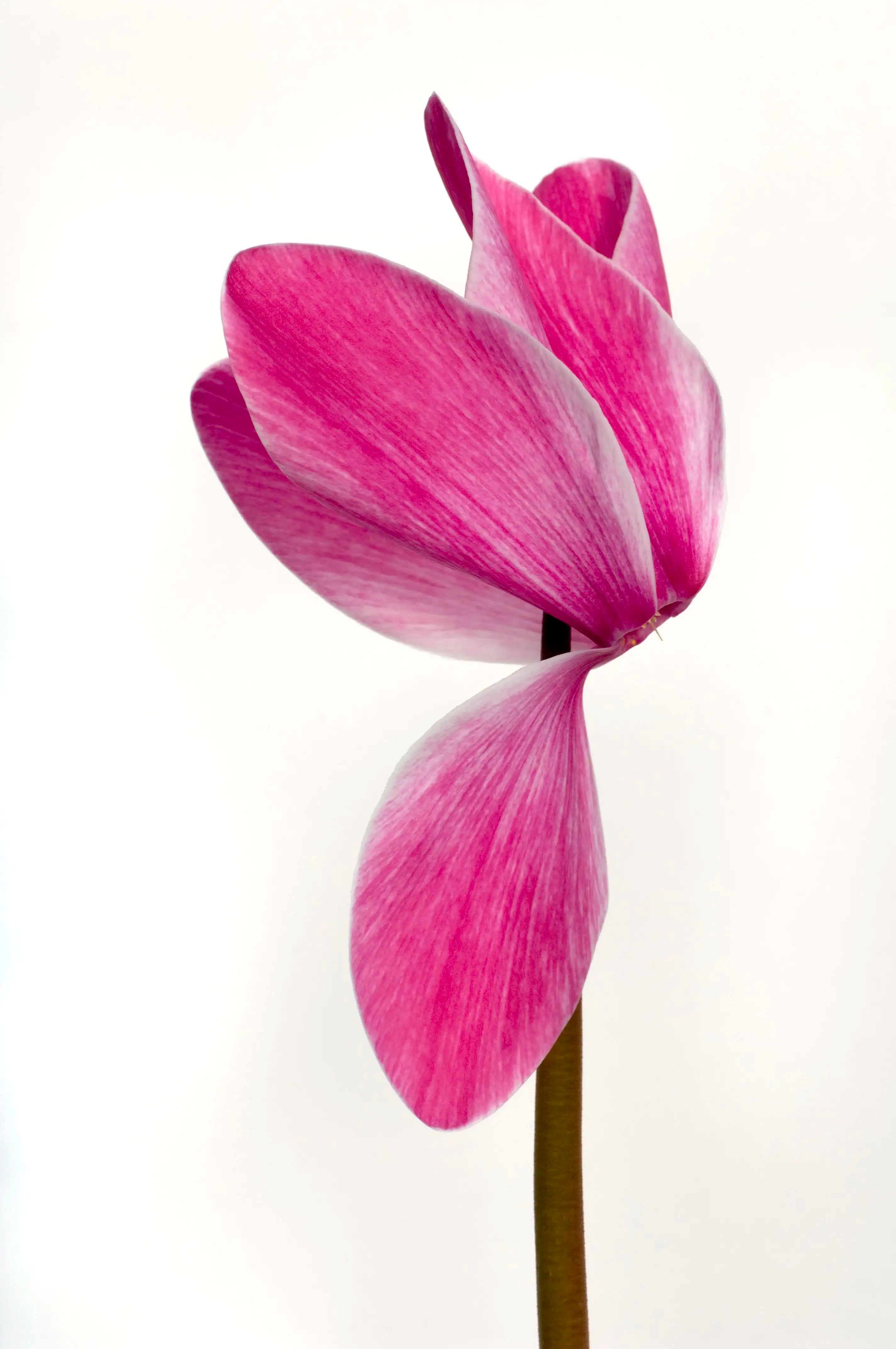 HALIOS® Magenta flame